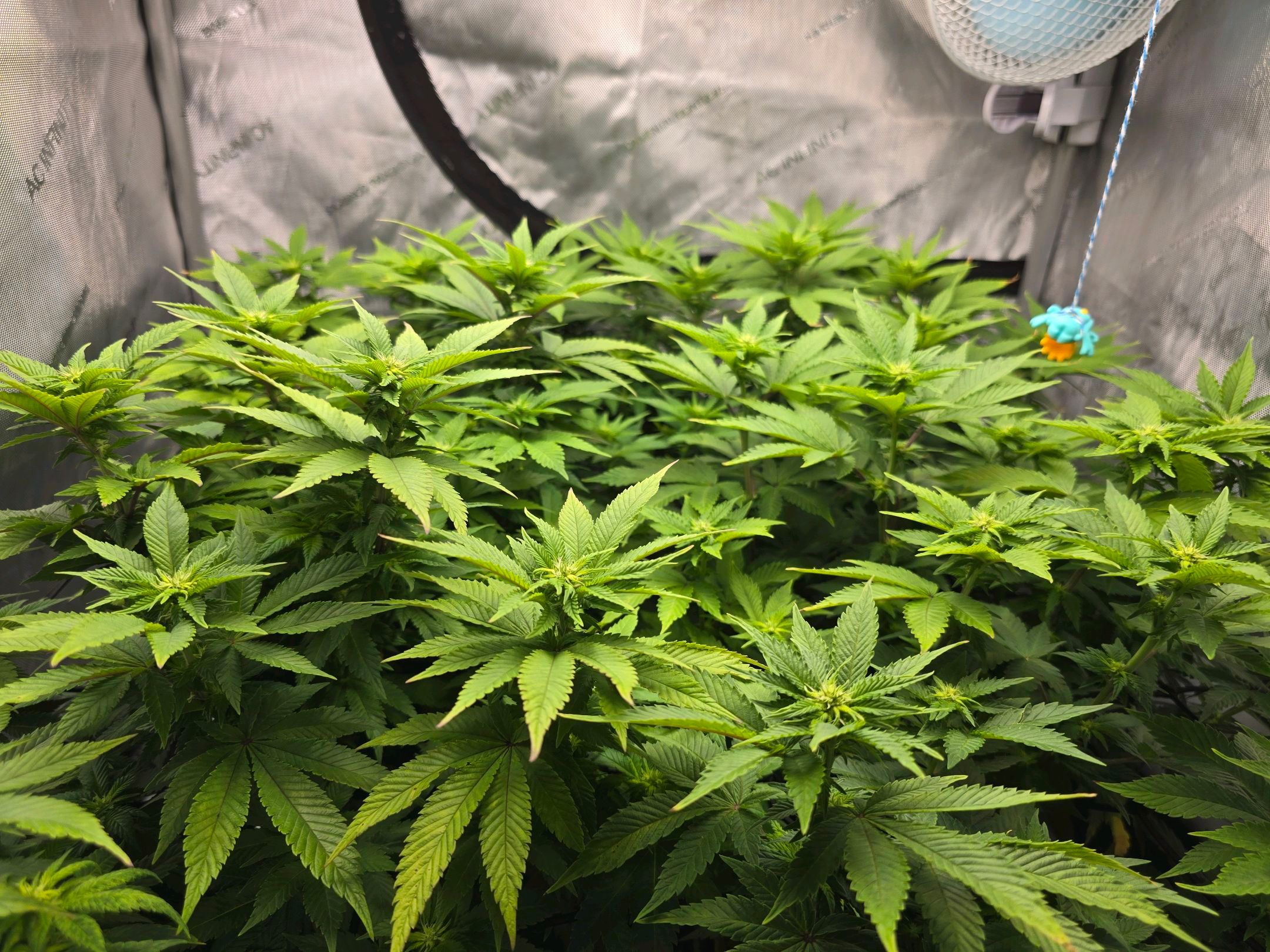 White Widow growlog photo 191