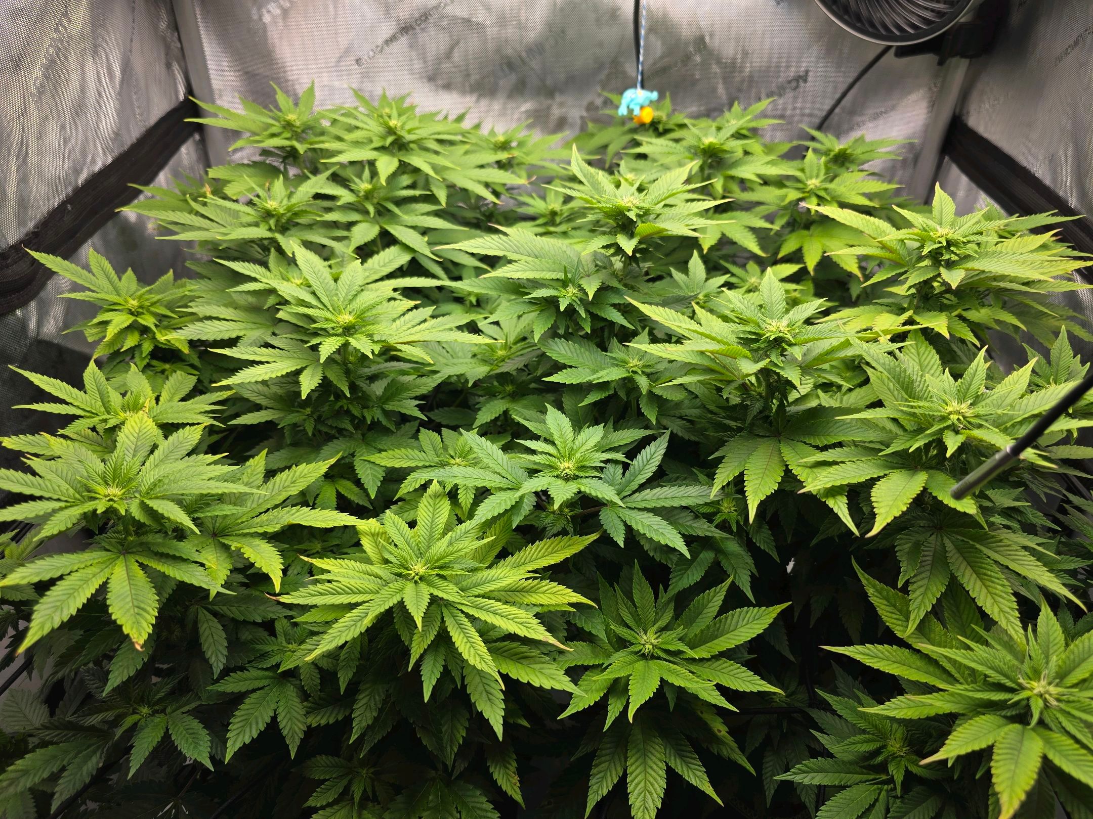 White Widow growlog photo 192