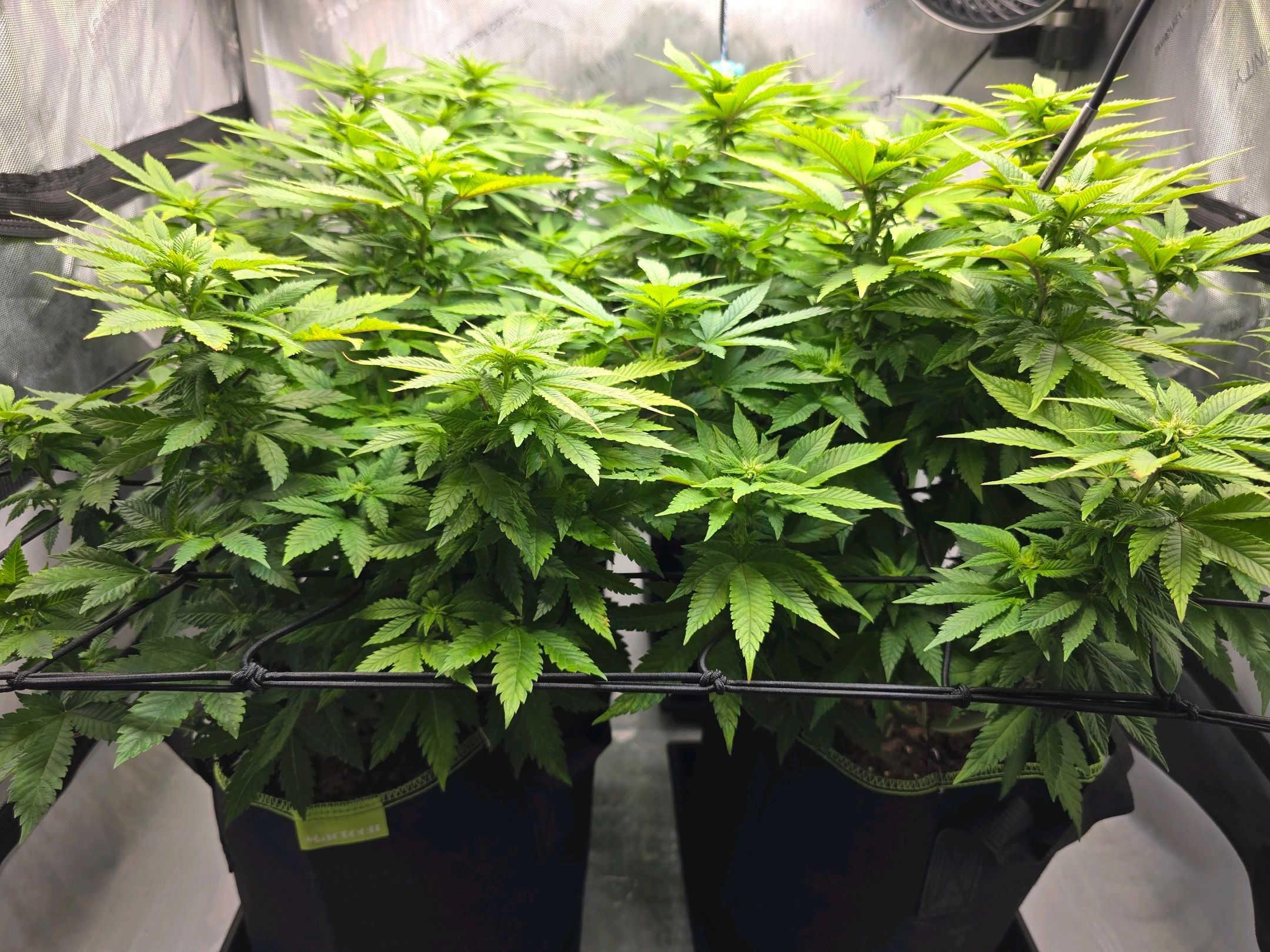 White Widow growlog photo 193