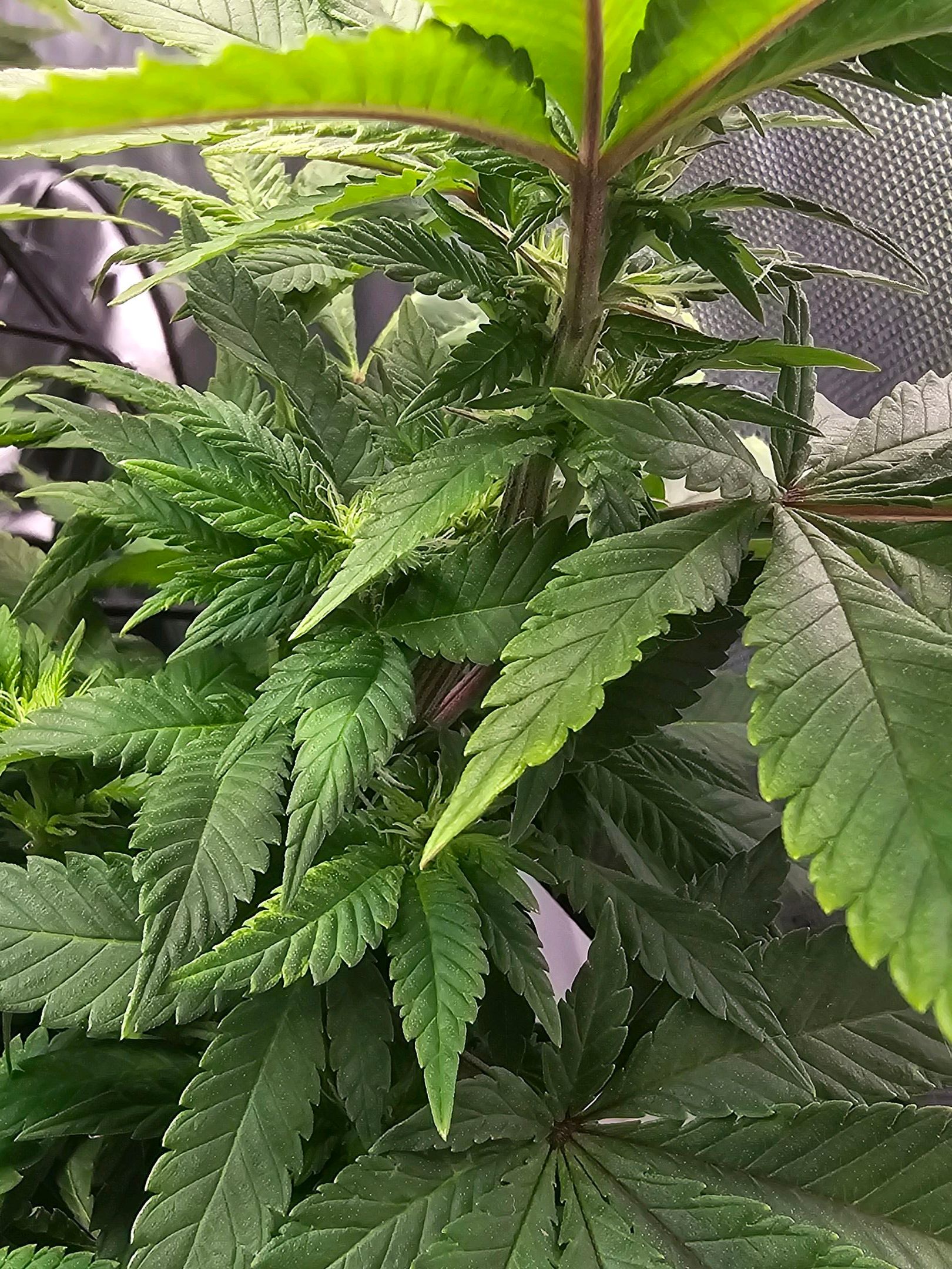 White Widow growlog photo 194