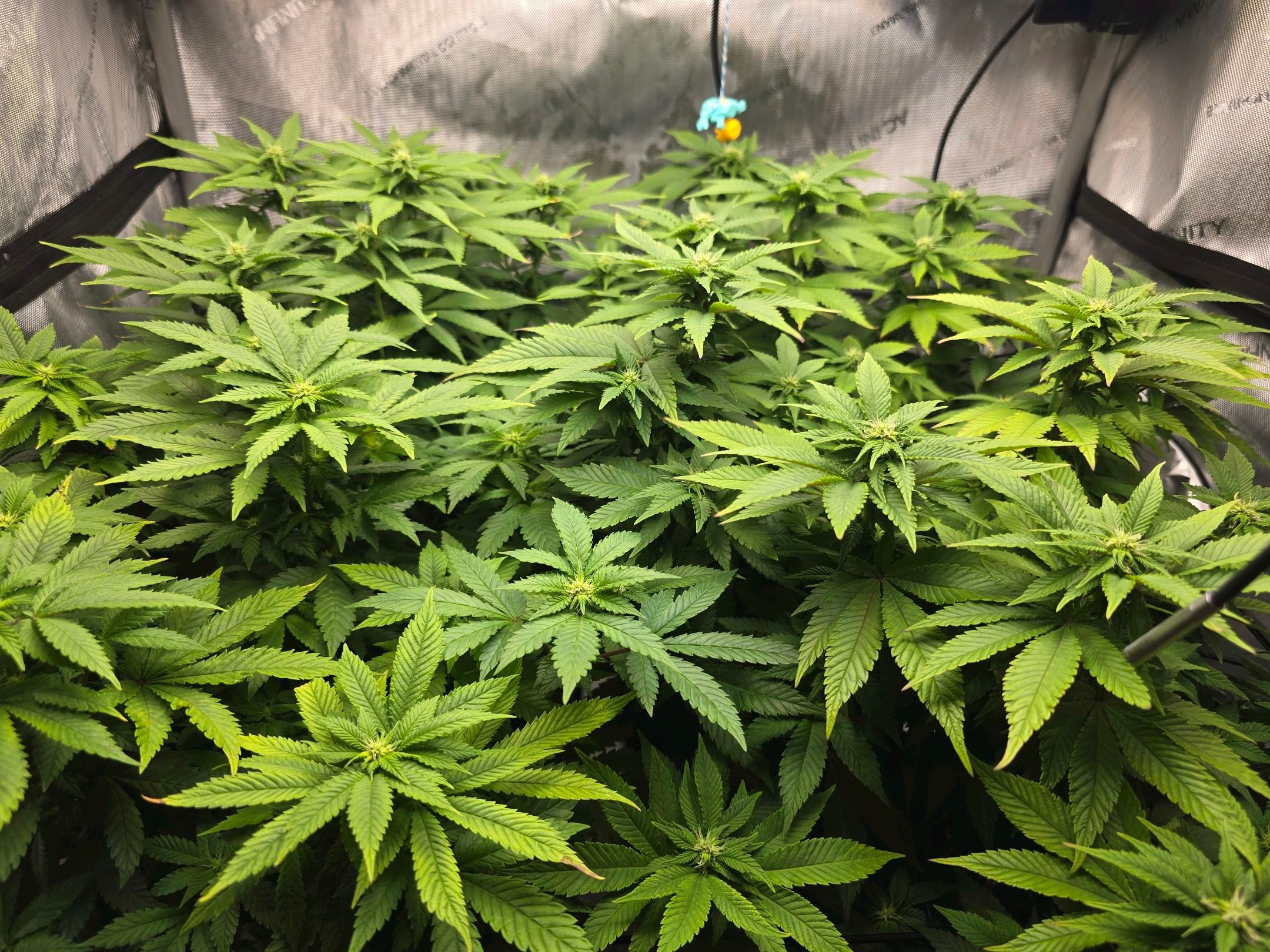 White Widow growlog photo 196