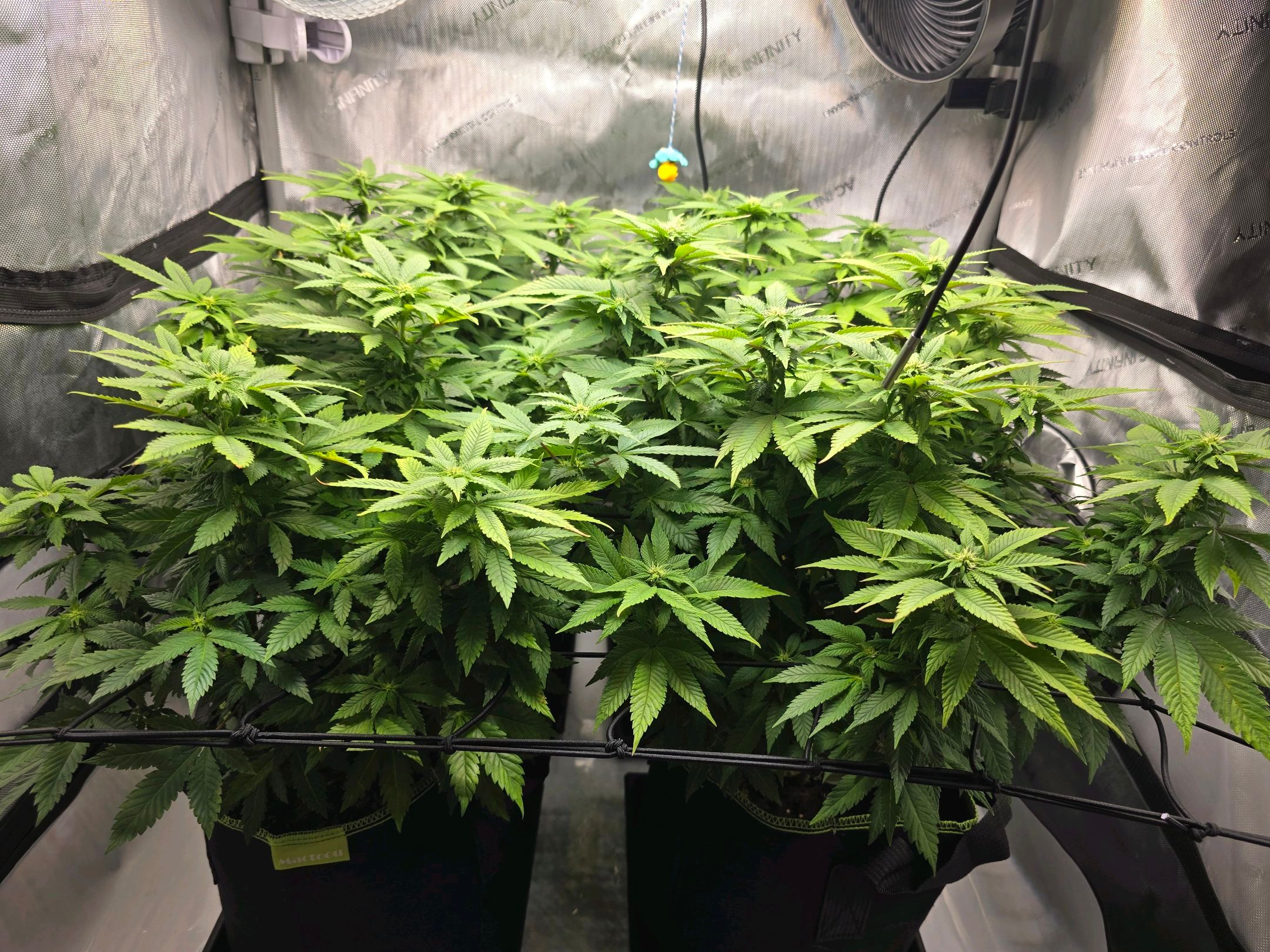 White Widow growlog photo 195