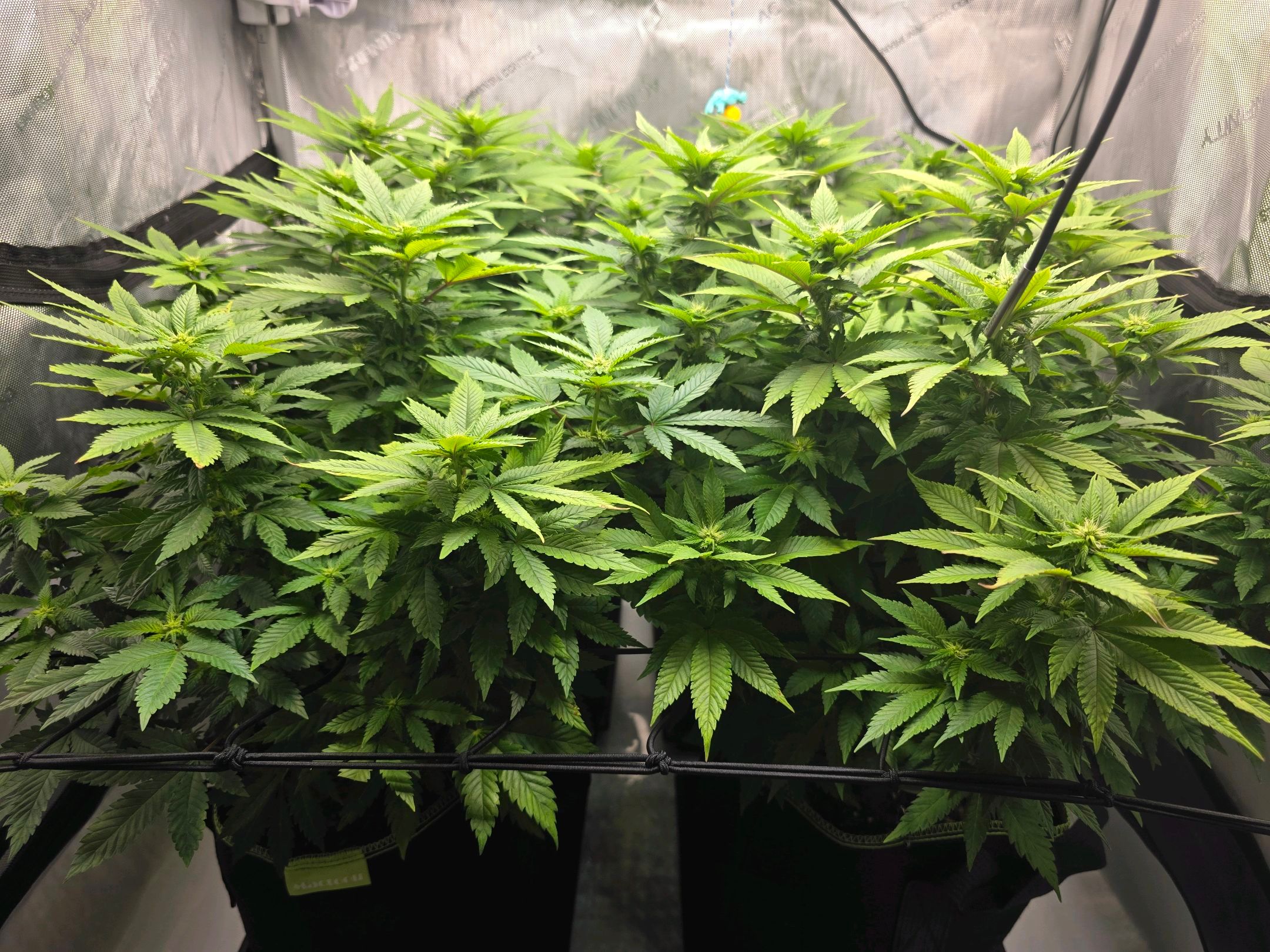 White Widow growlog photo 197