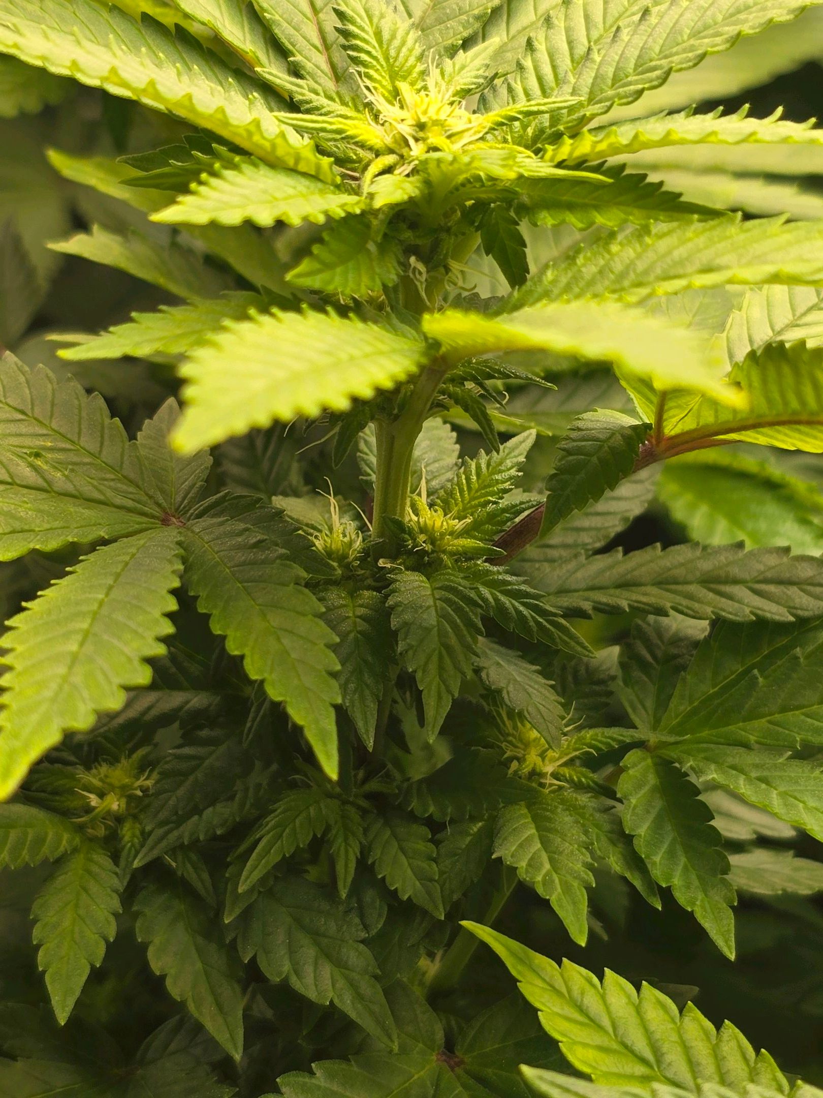 White Widow growlog photo 198