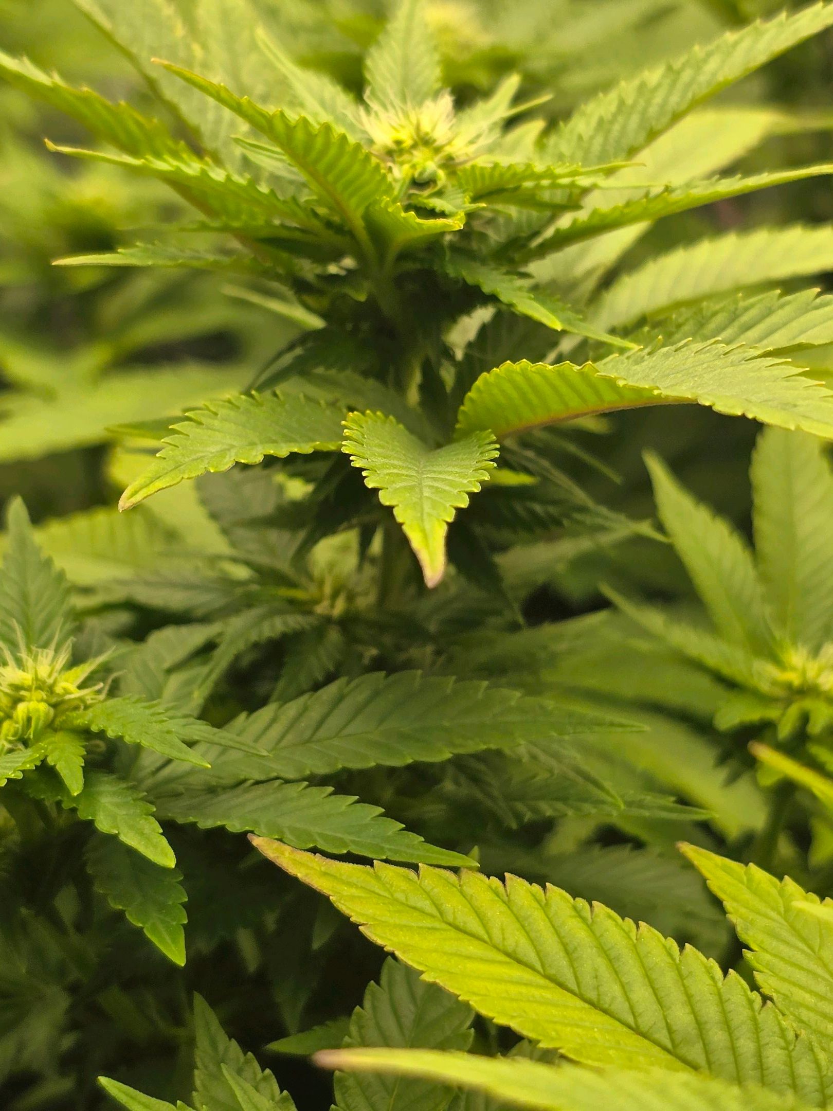 White Widow growlog photo 199