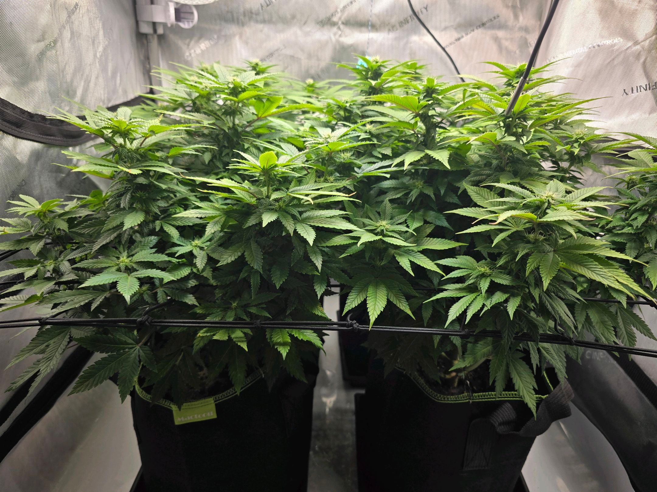 White Widow growlog photo 206