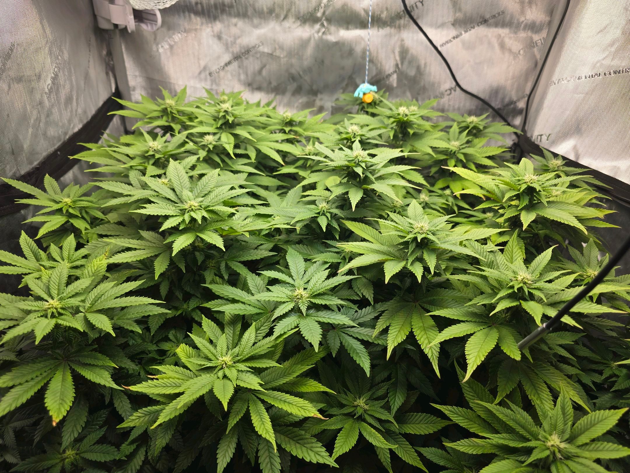 White Widow growlog photo 200