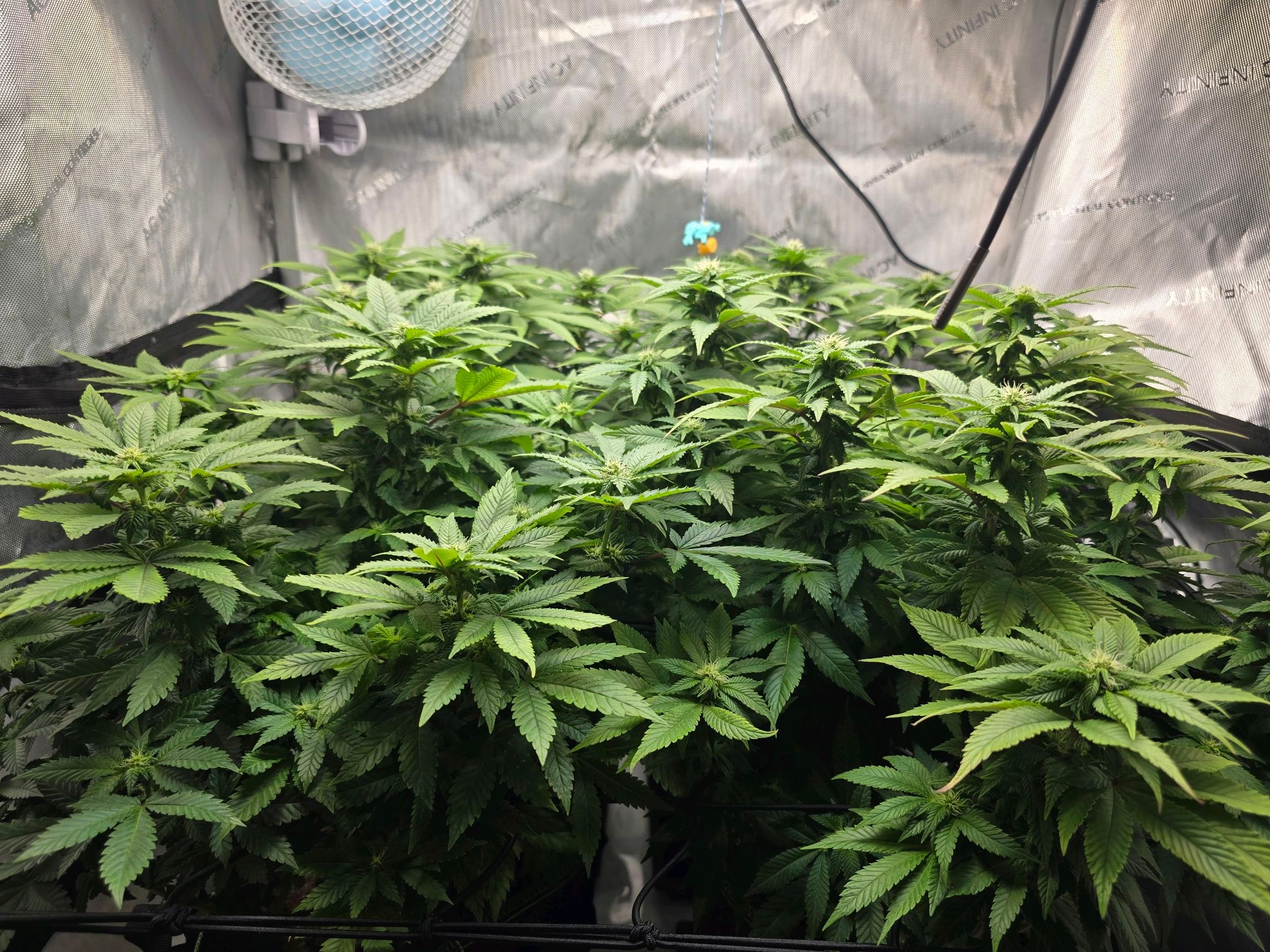 White Widow growlog photo 201