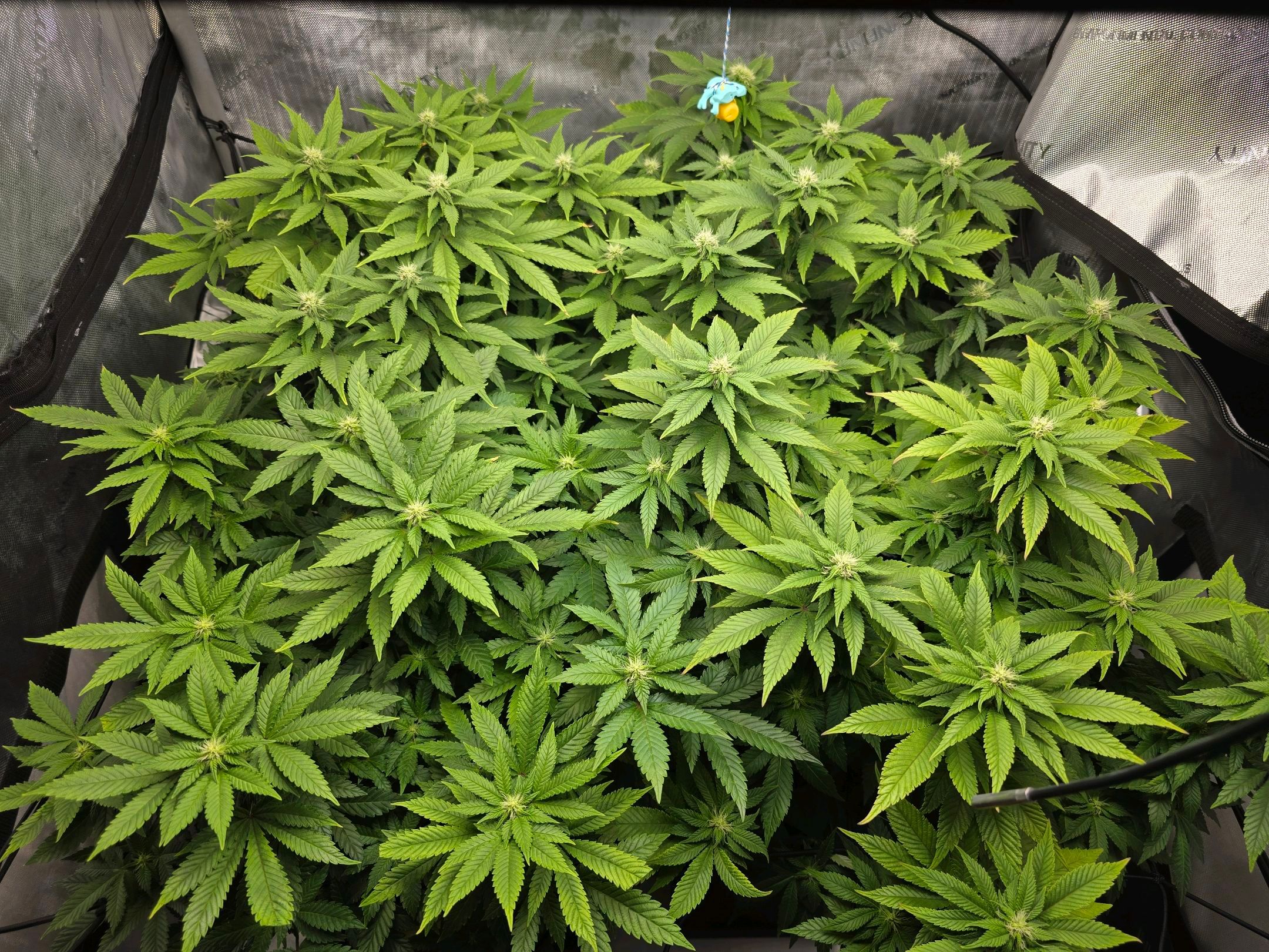 White Widow growlog photo 202