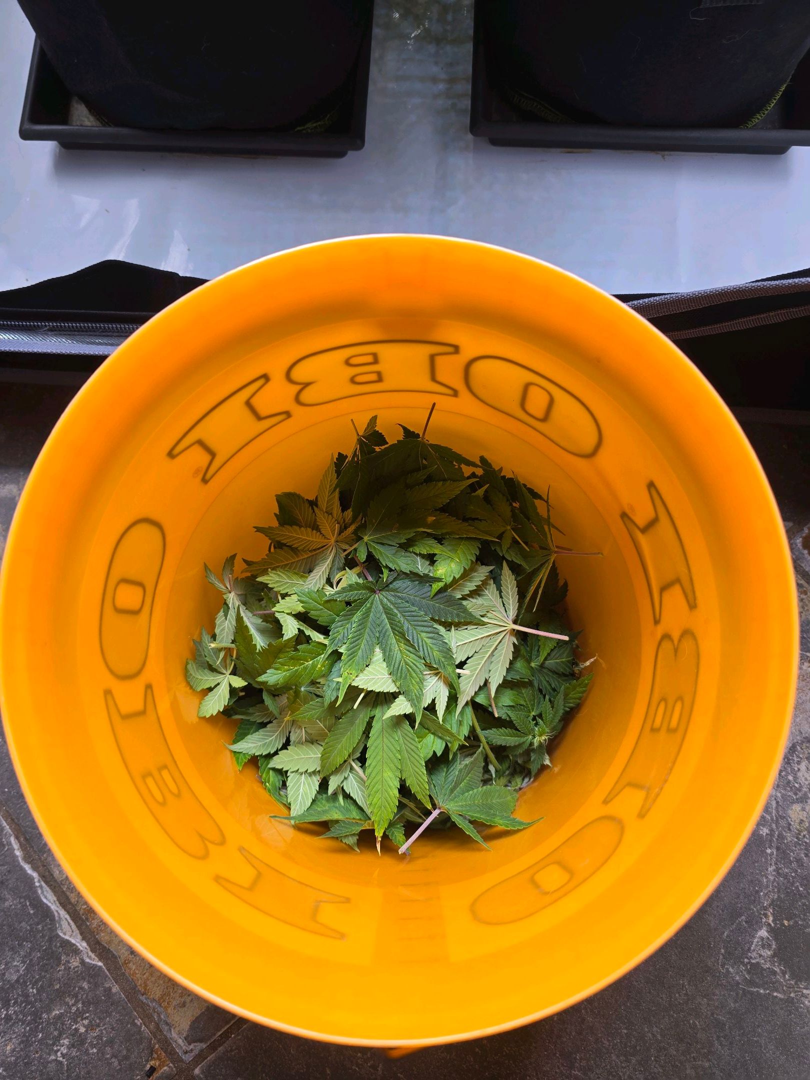 White Widow growlog photo 203