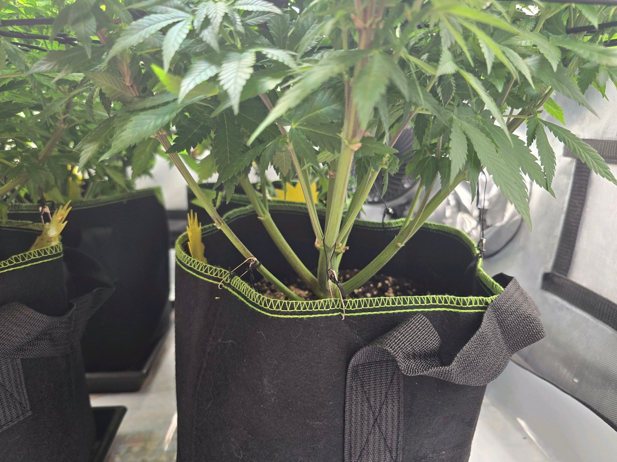 White Widow growlog photo 204