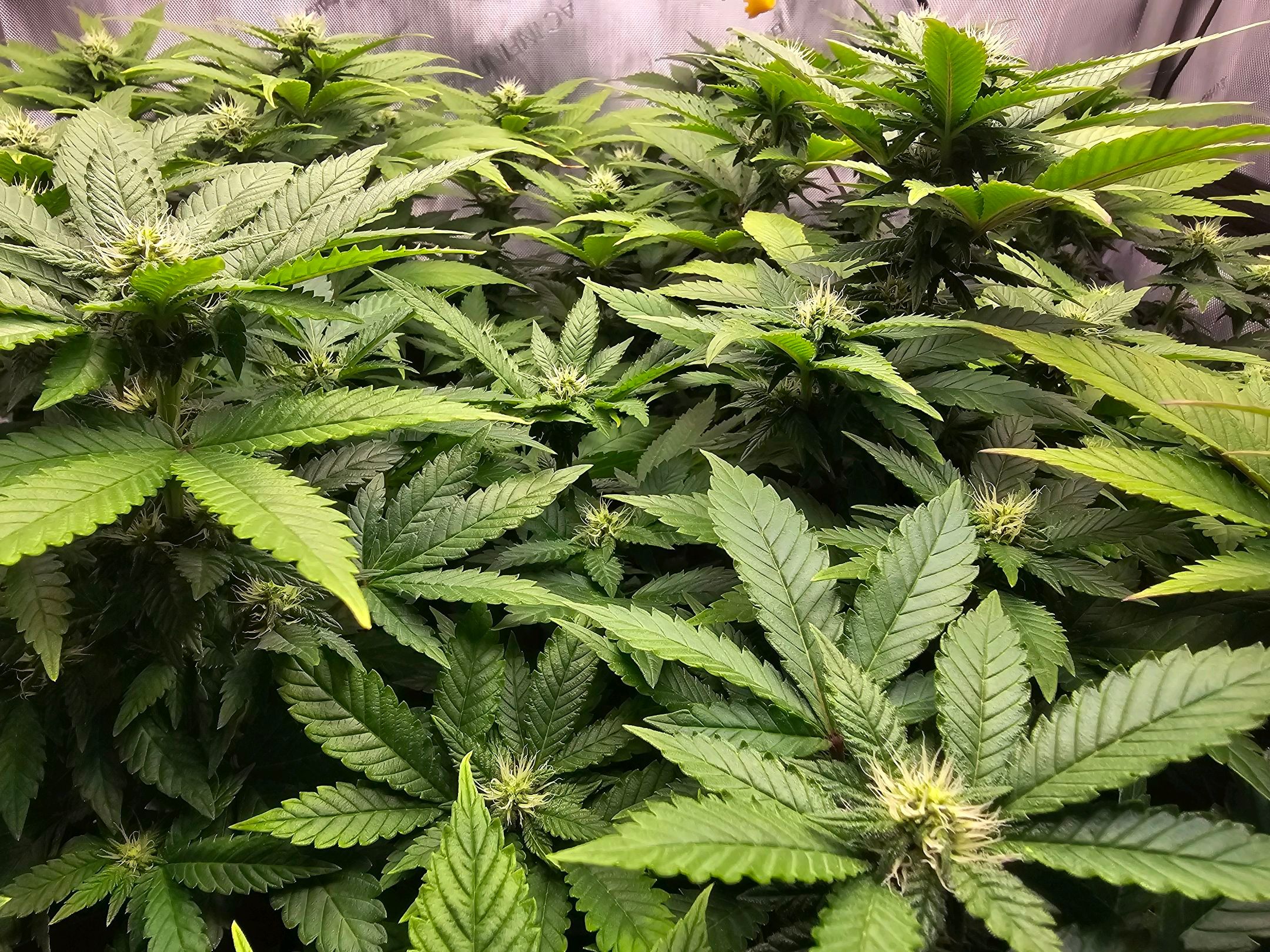 White Widow growlog photo 208