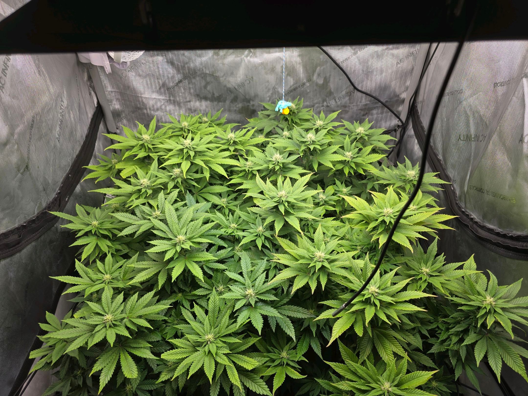 White Widow growlog photo 207