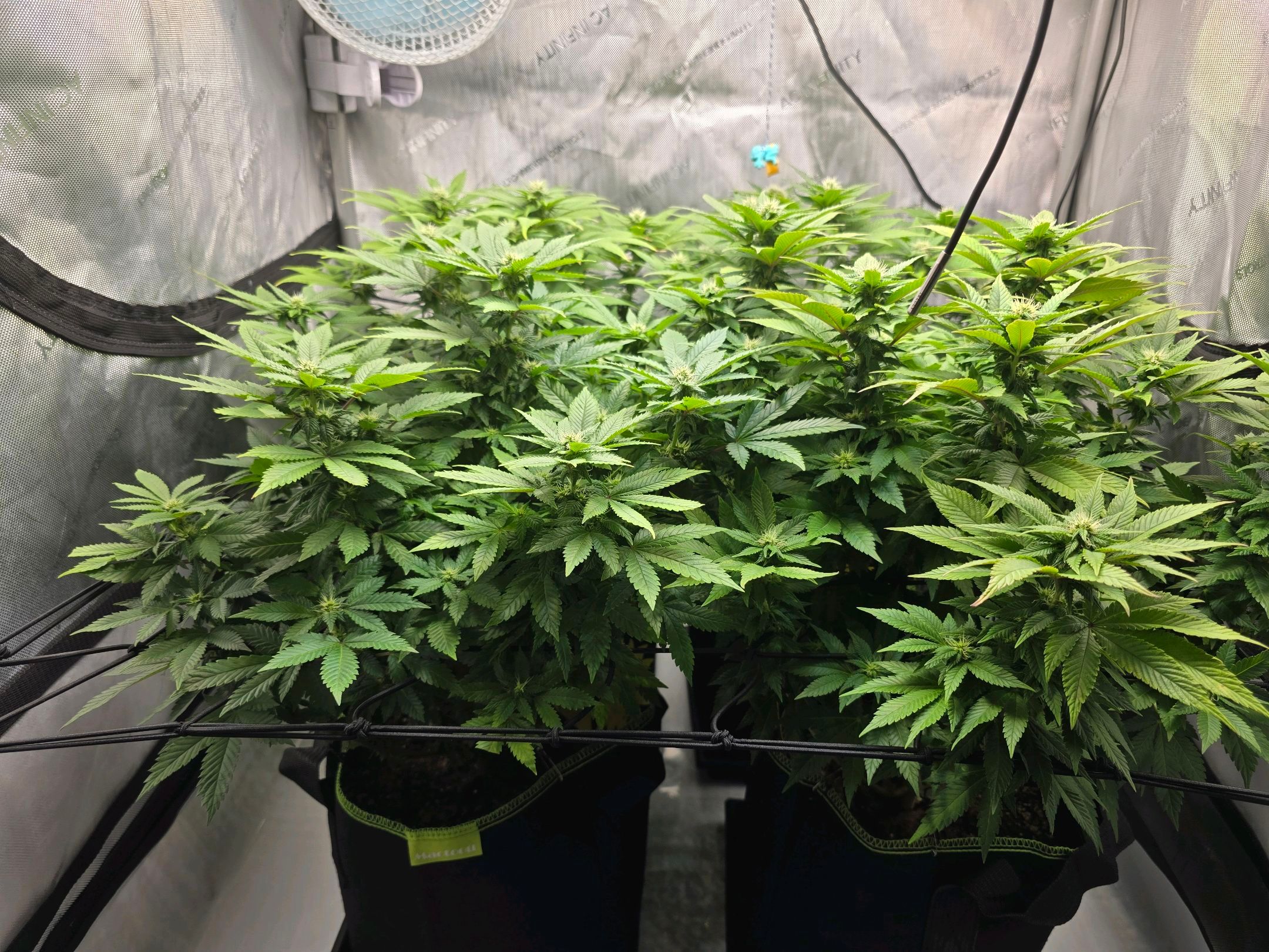 White Widow growlog photo 209