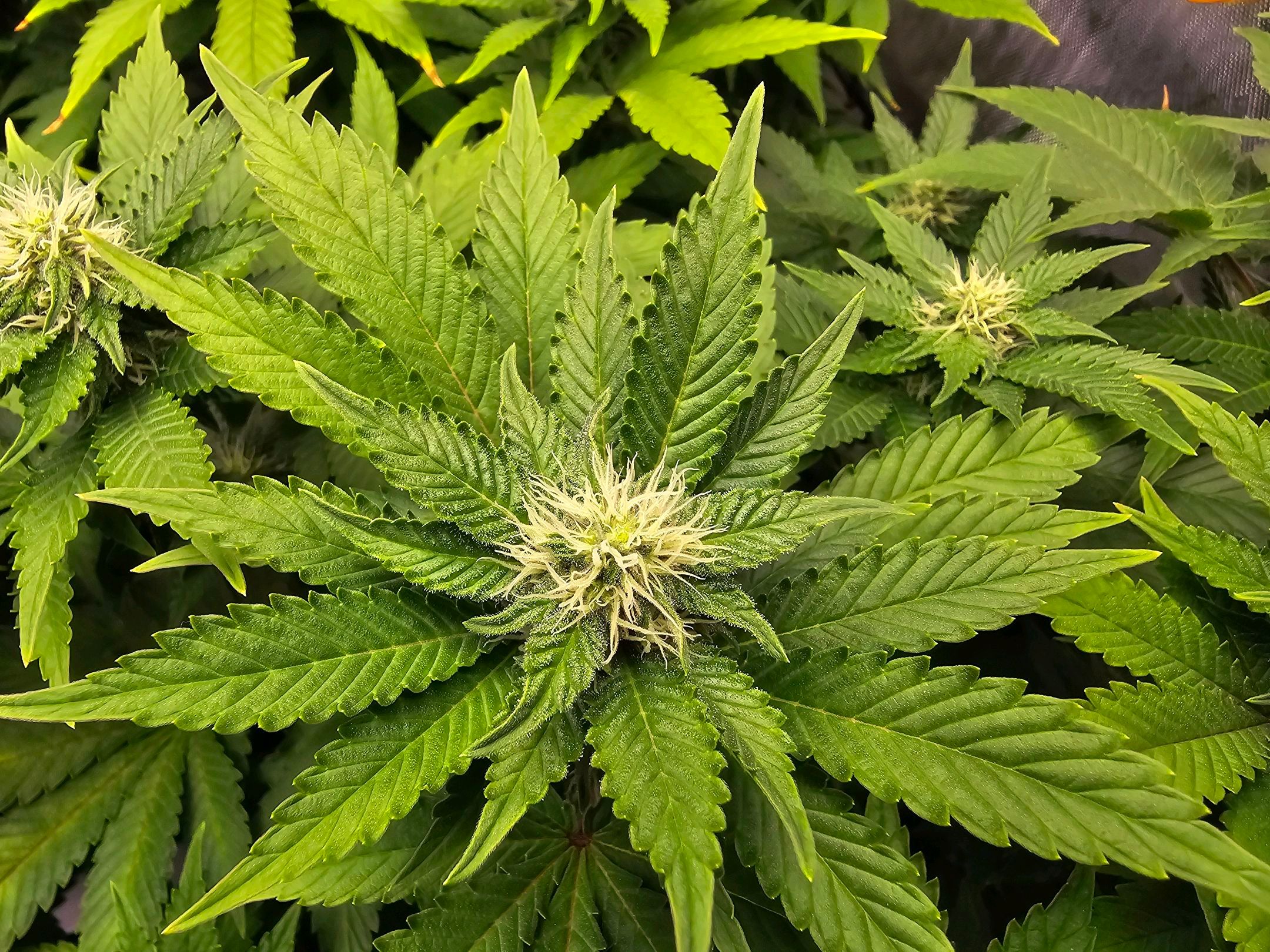 White Widow growlog photo 210