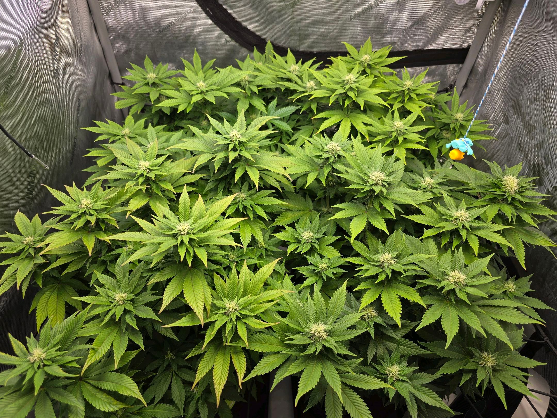 White Widow growlog photo 212