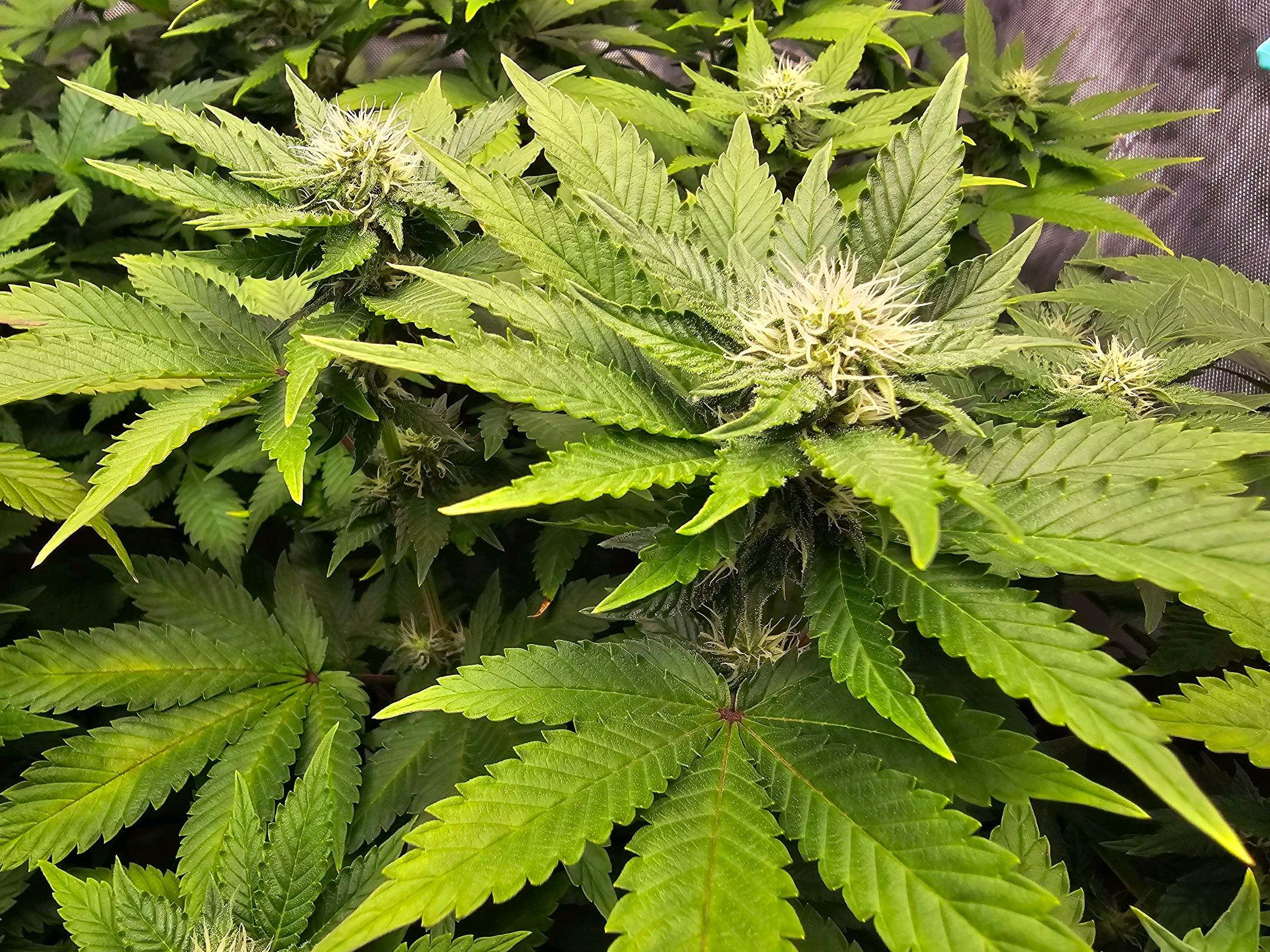 White Widow growlog photo 211