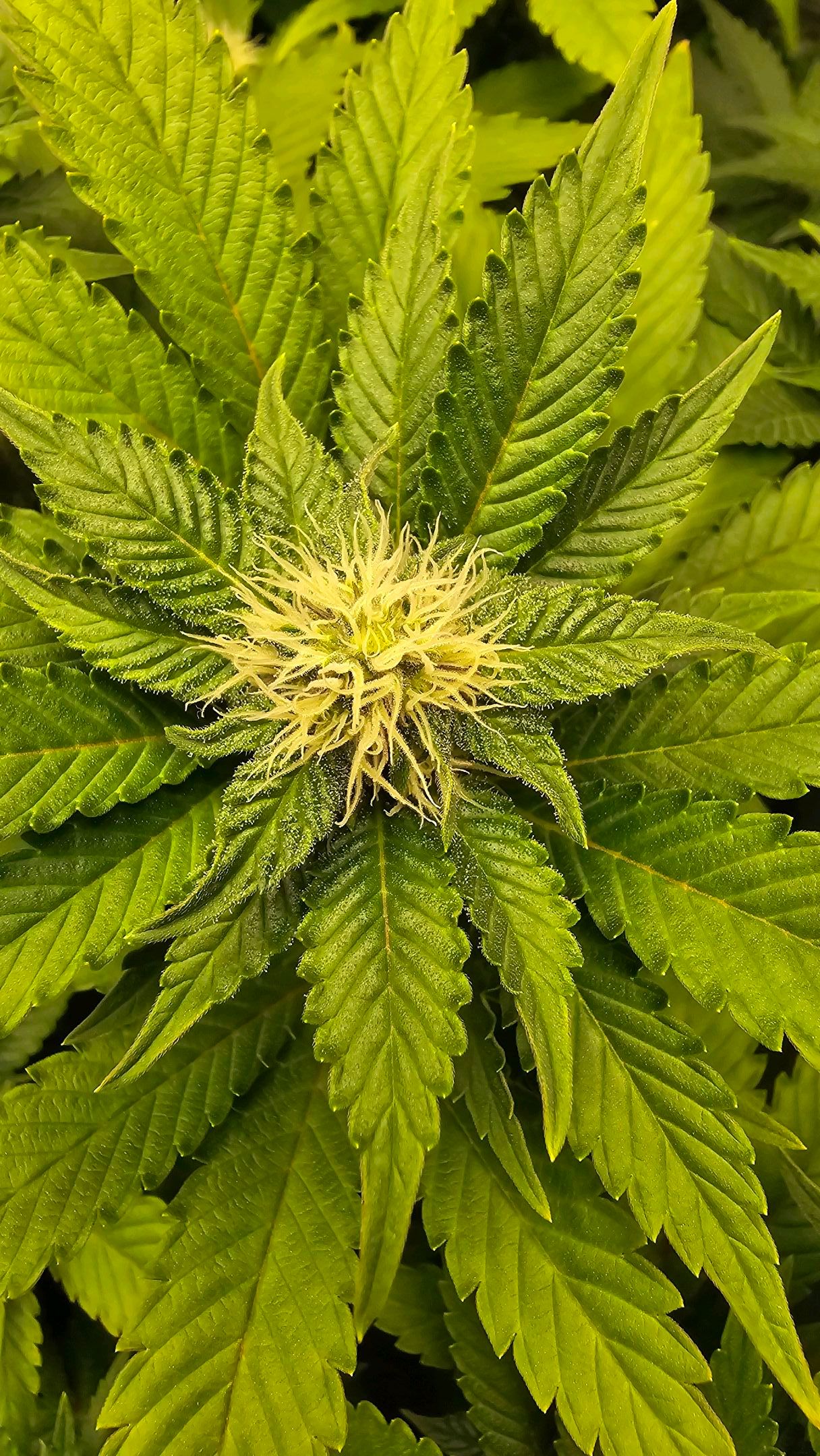 White Widow growlog photo 214