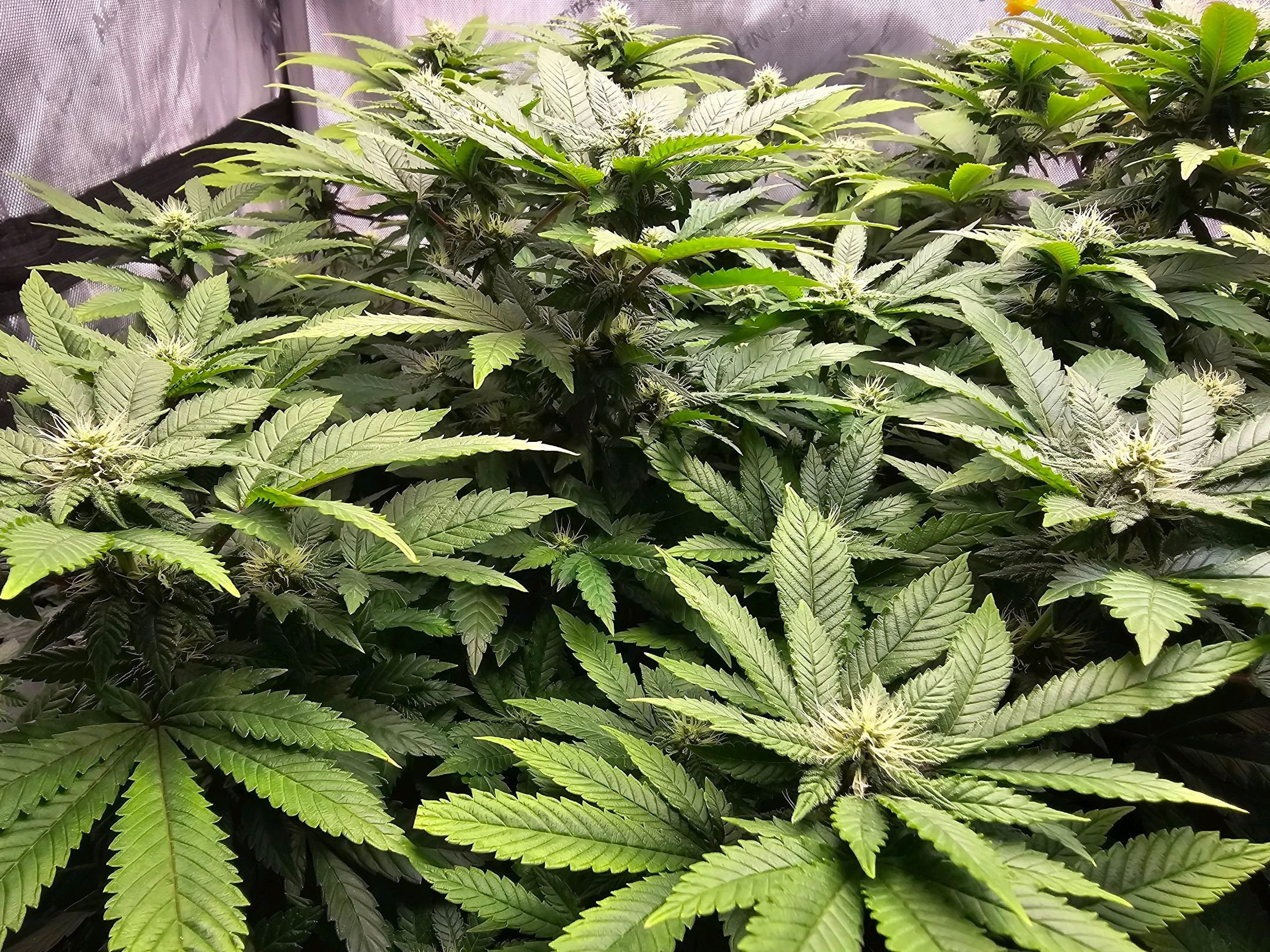 White Widow growlog photo 213