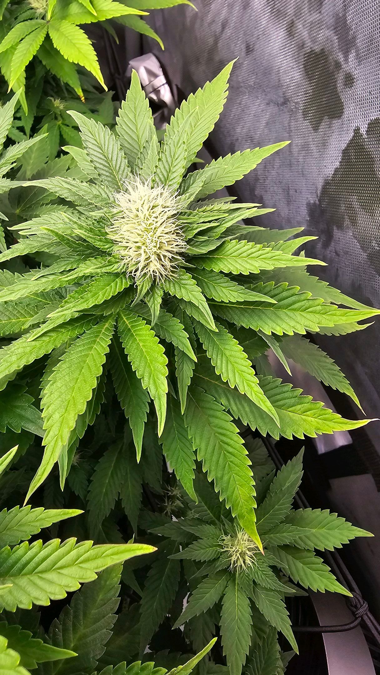 White Widow growlog photo 215