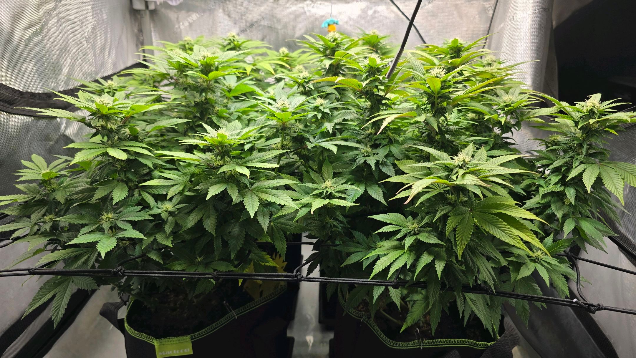 White Widow growlog photo 216