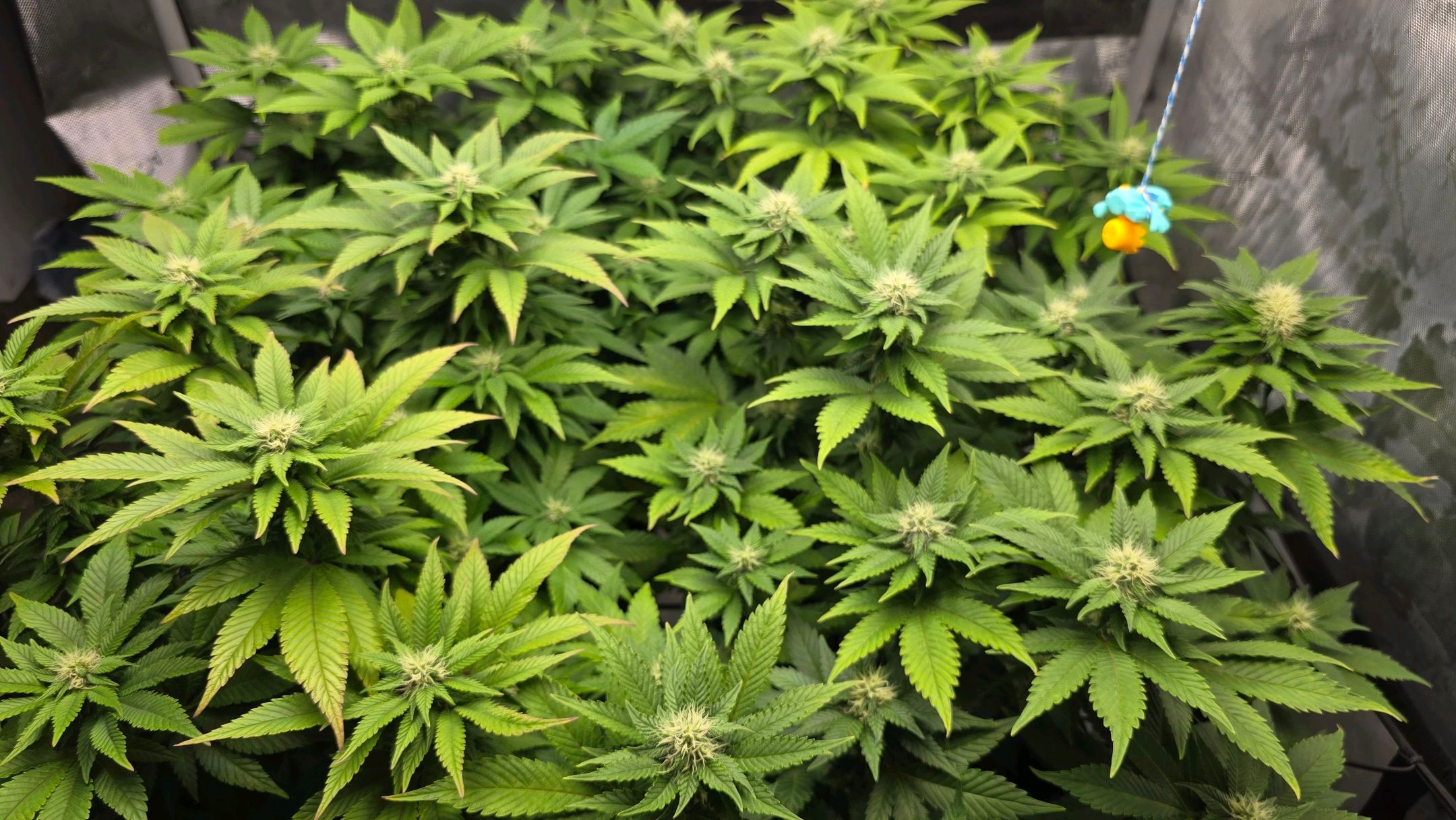 White Widow growlog photo 218