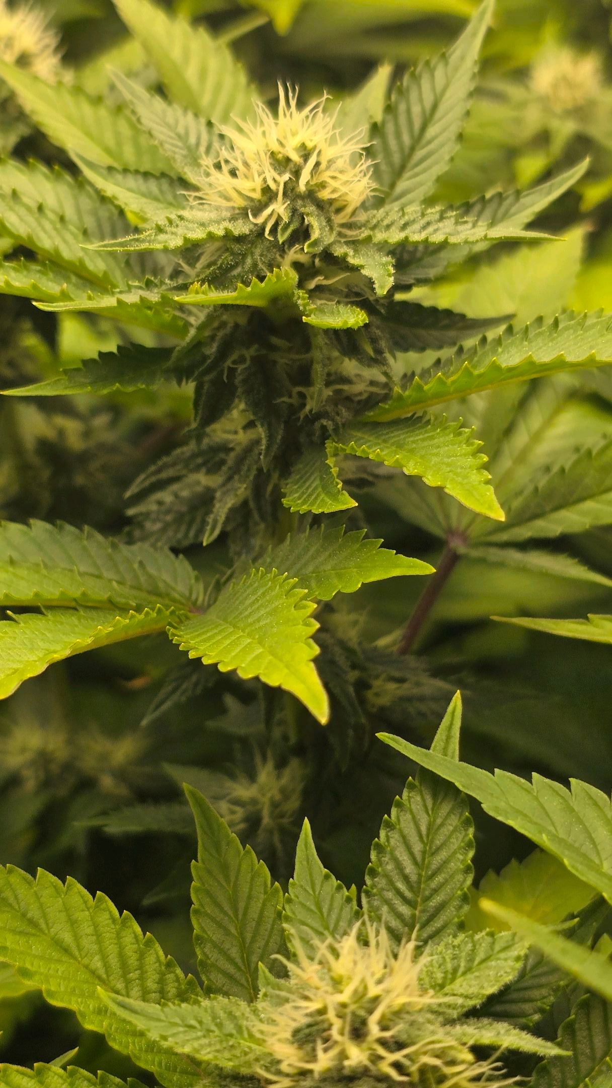 White Widow growlog photo 219