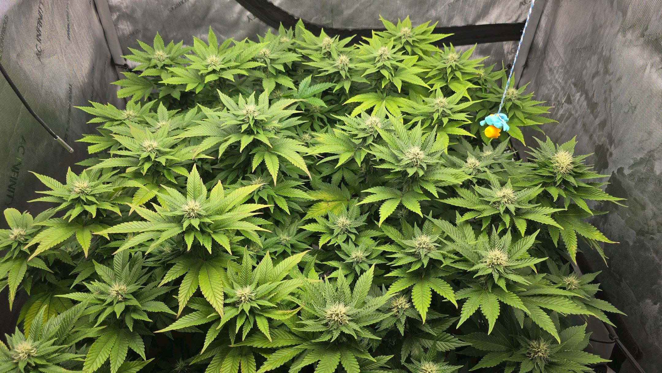 White Widow growlog photo 220