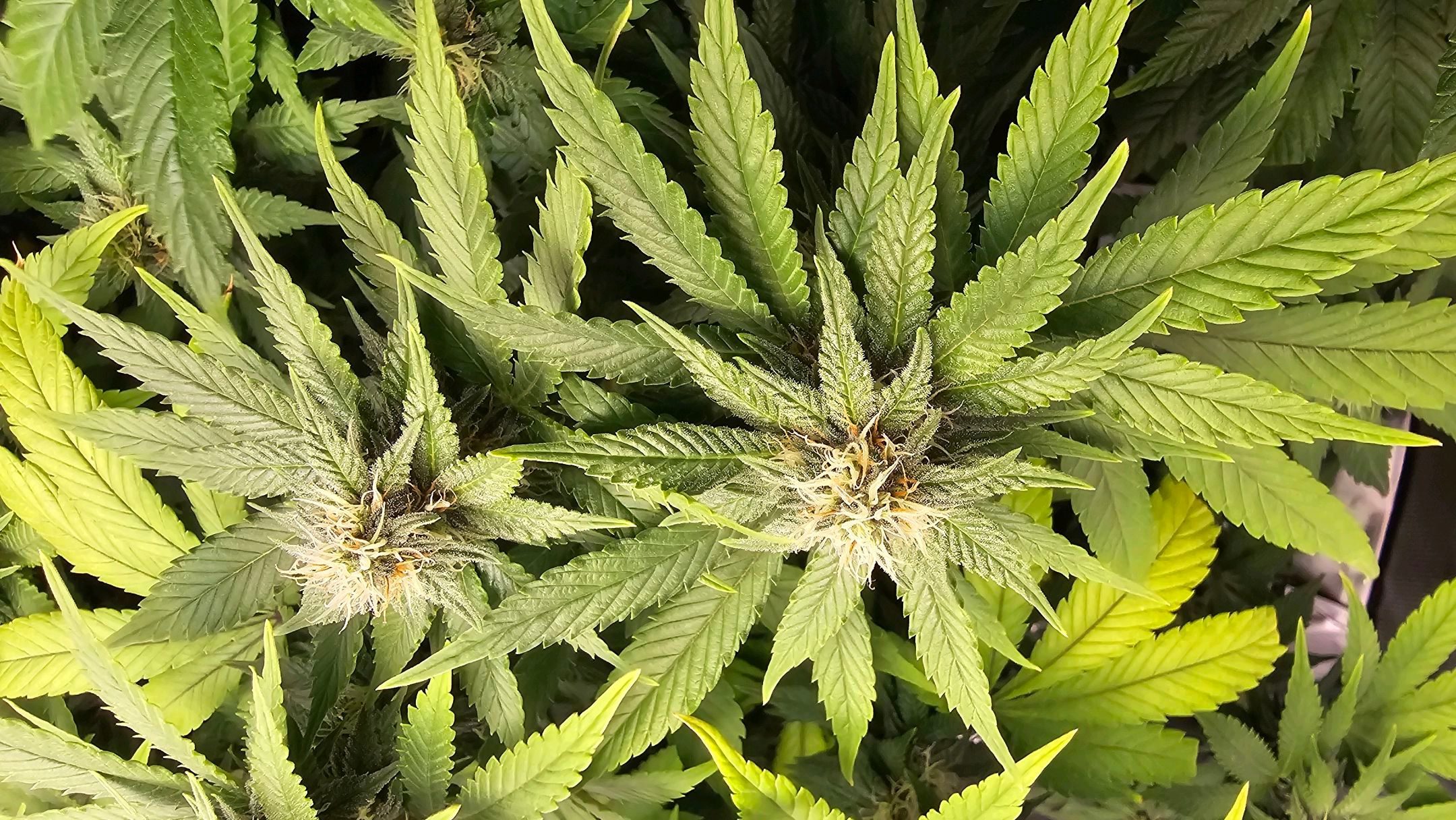 White Widow growlog photo 221