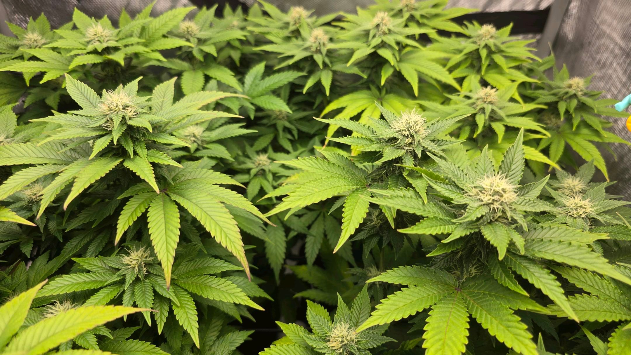 White Widow growlog photo 222