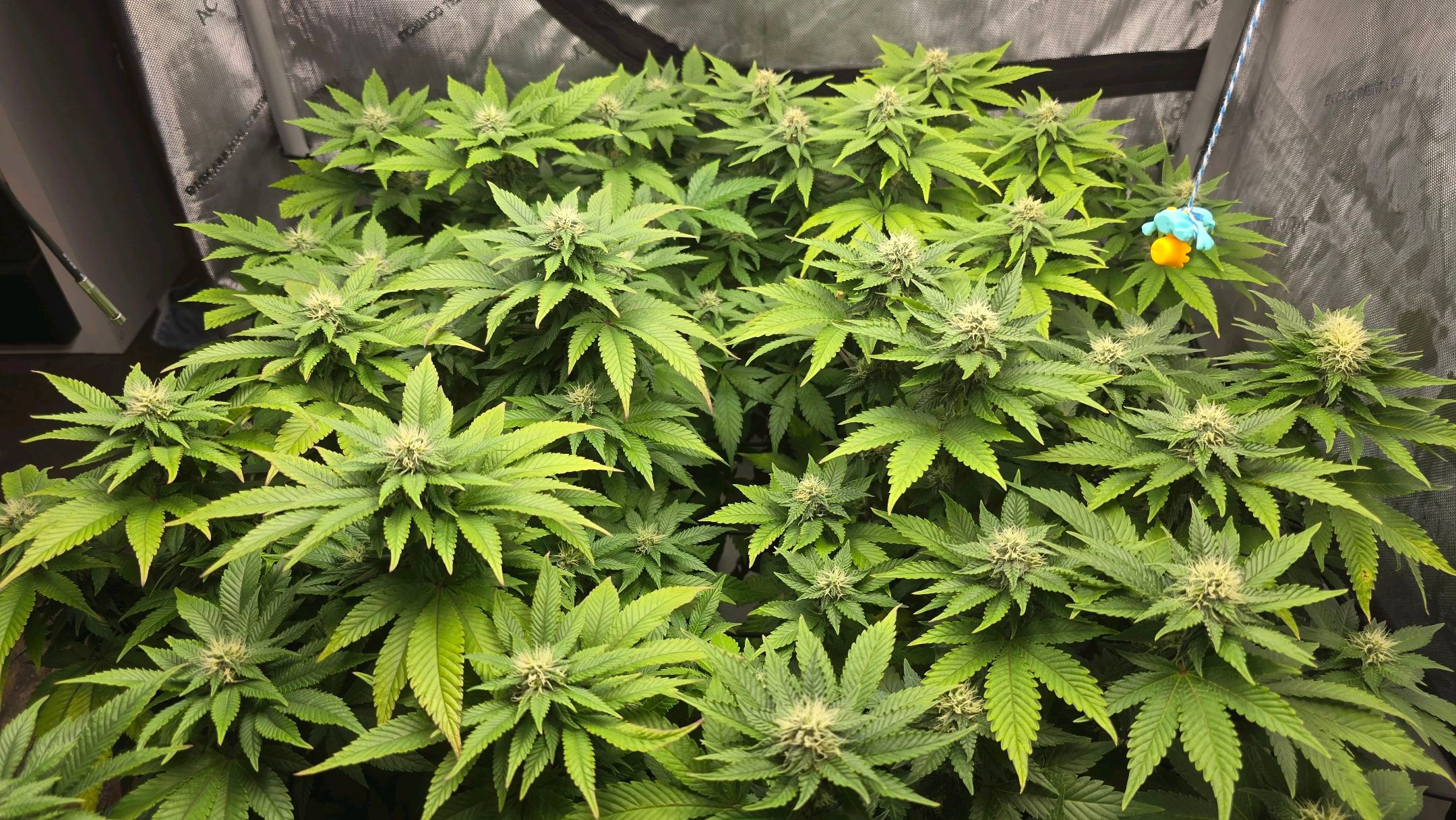 White Widow growlog photo 223