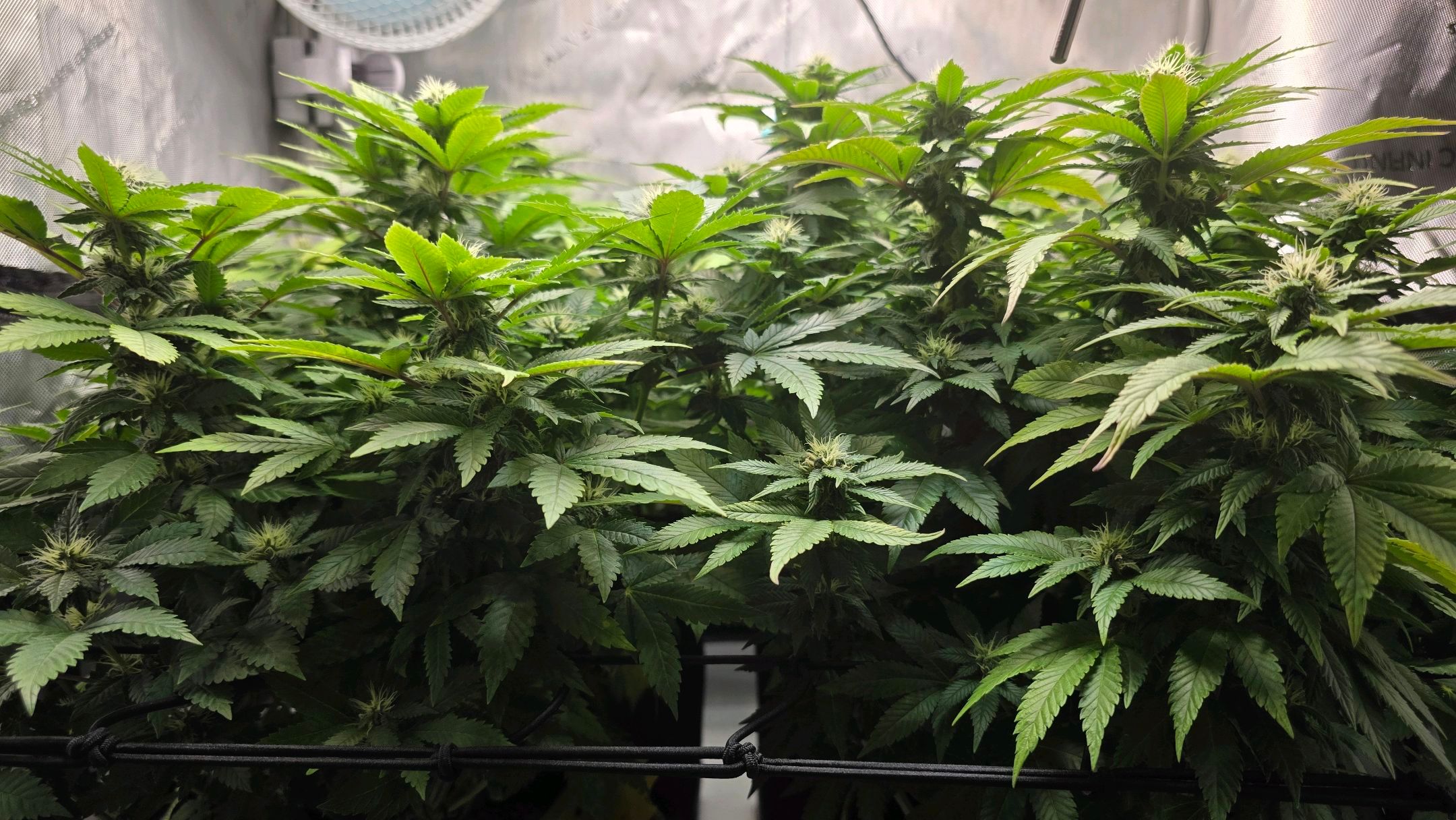 White Widow growlog photo 224