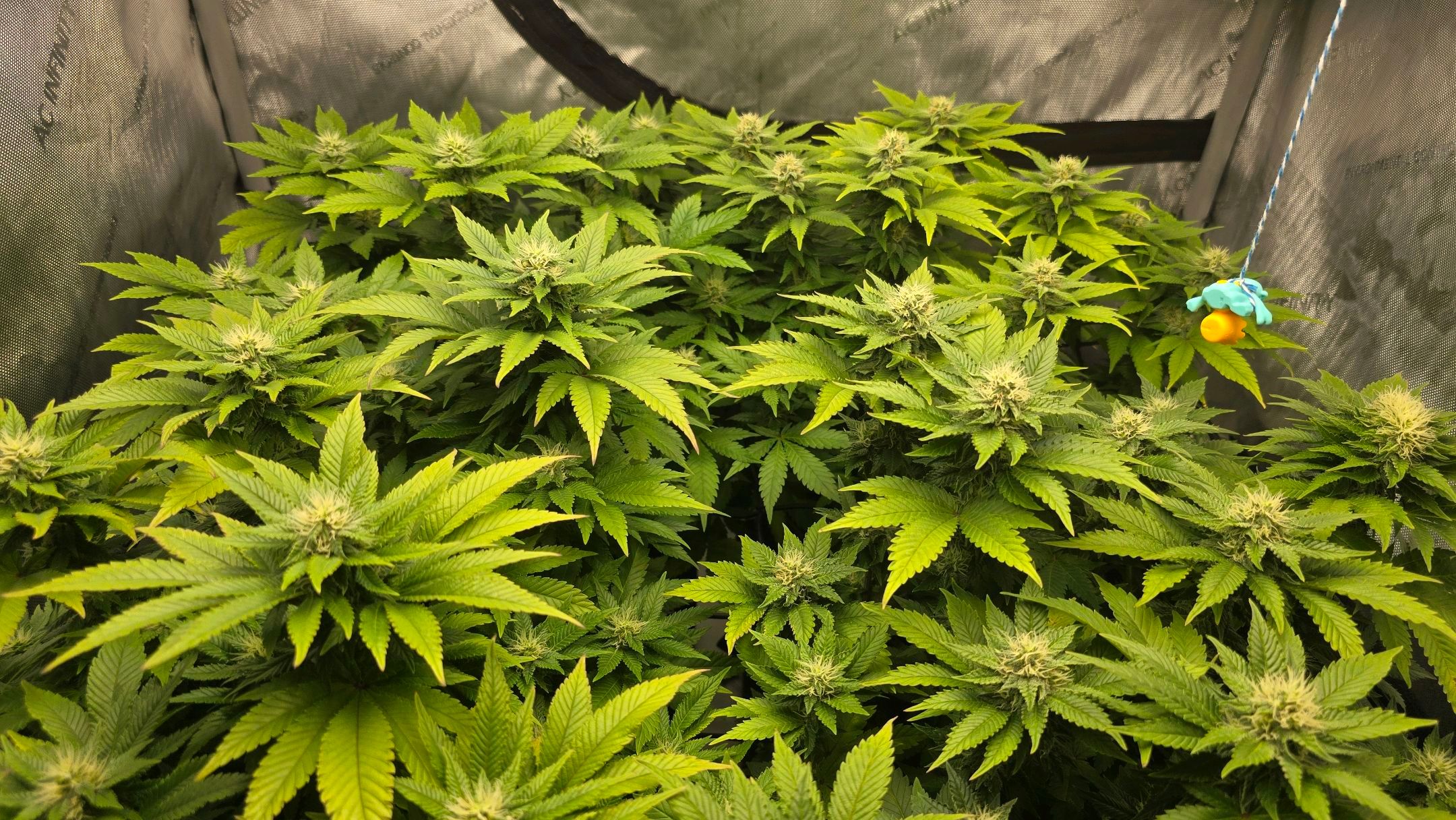 White Widow growlog photo 226