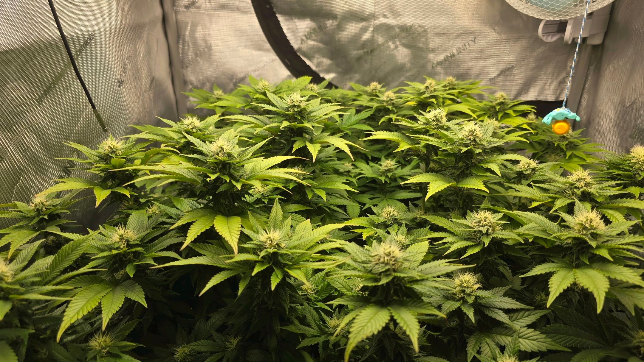 White Widow growlog photo 225