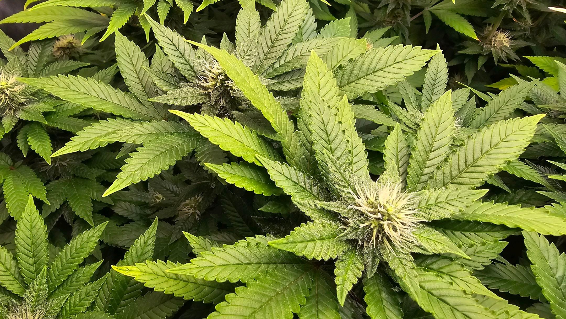 White Widow growlog photo 227