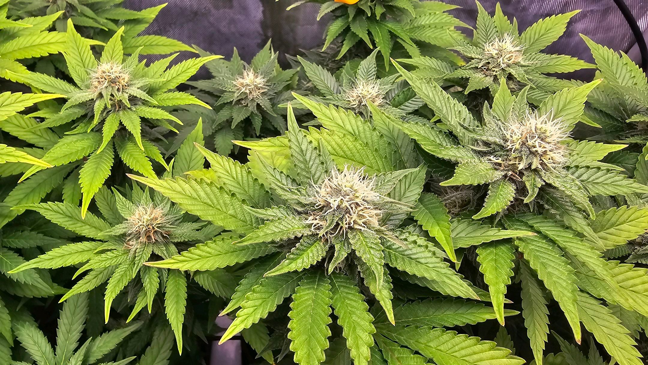 White Widow growlog photo 228