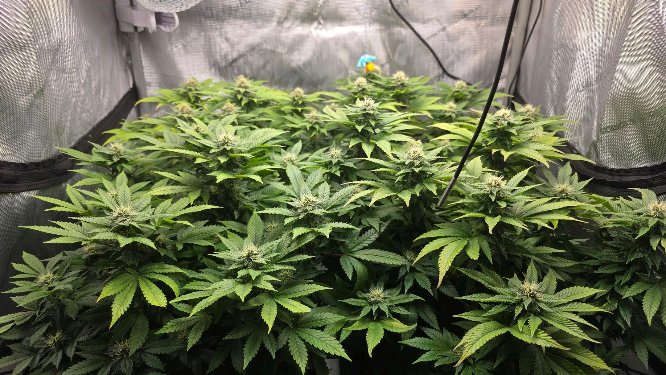 White Widow growlog photo 229