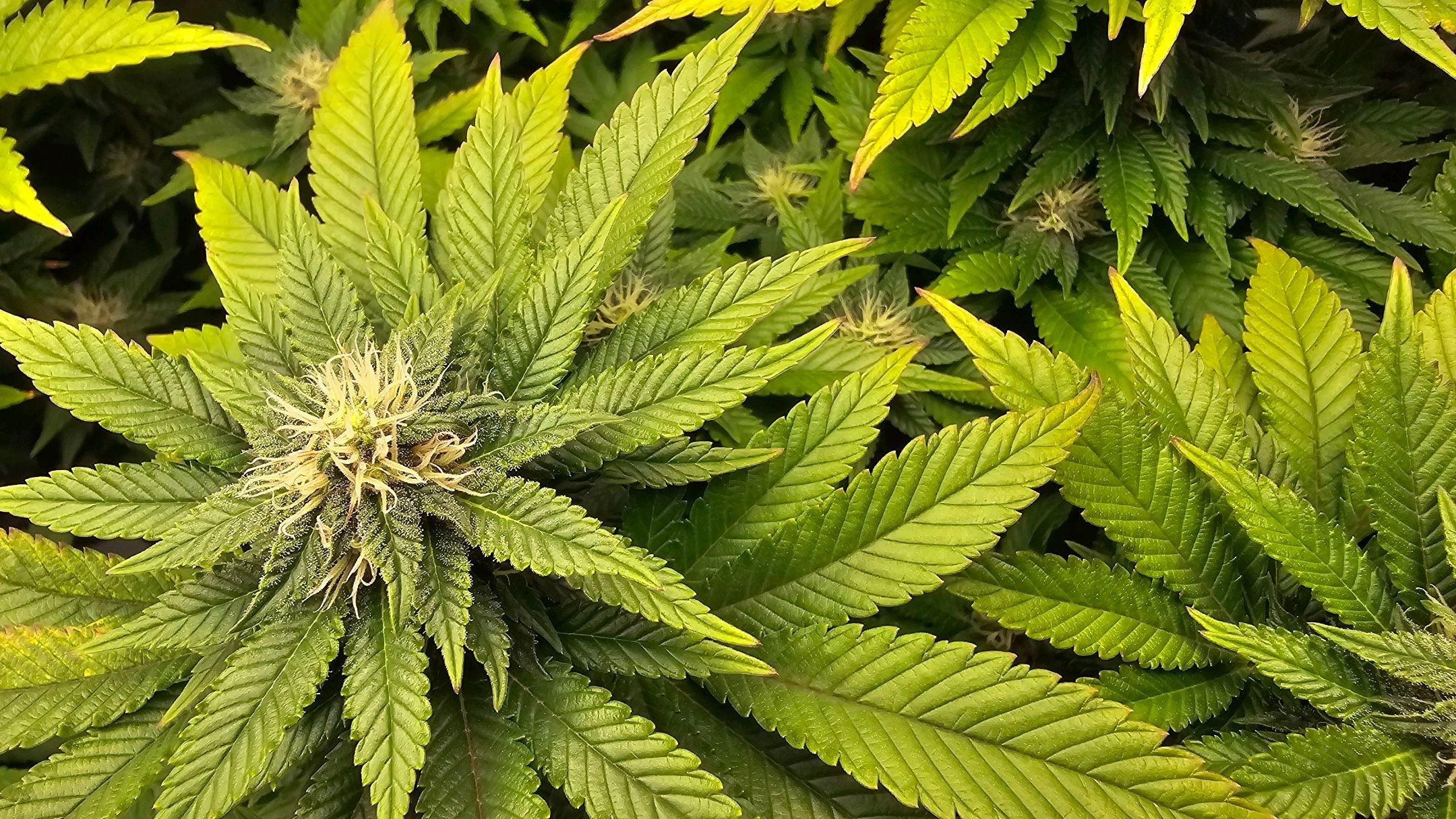 White Widow growlog photo 230