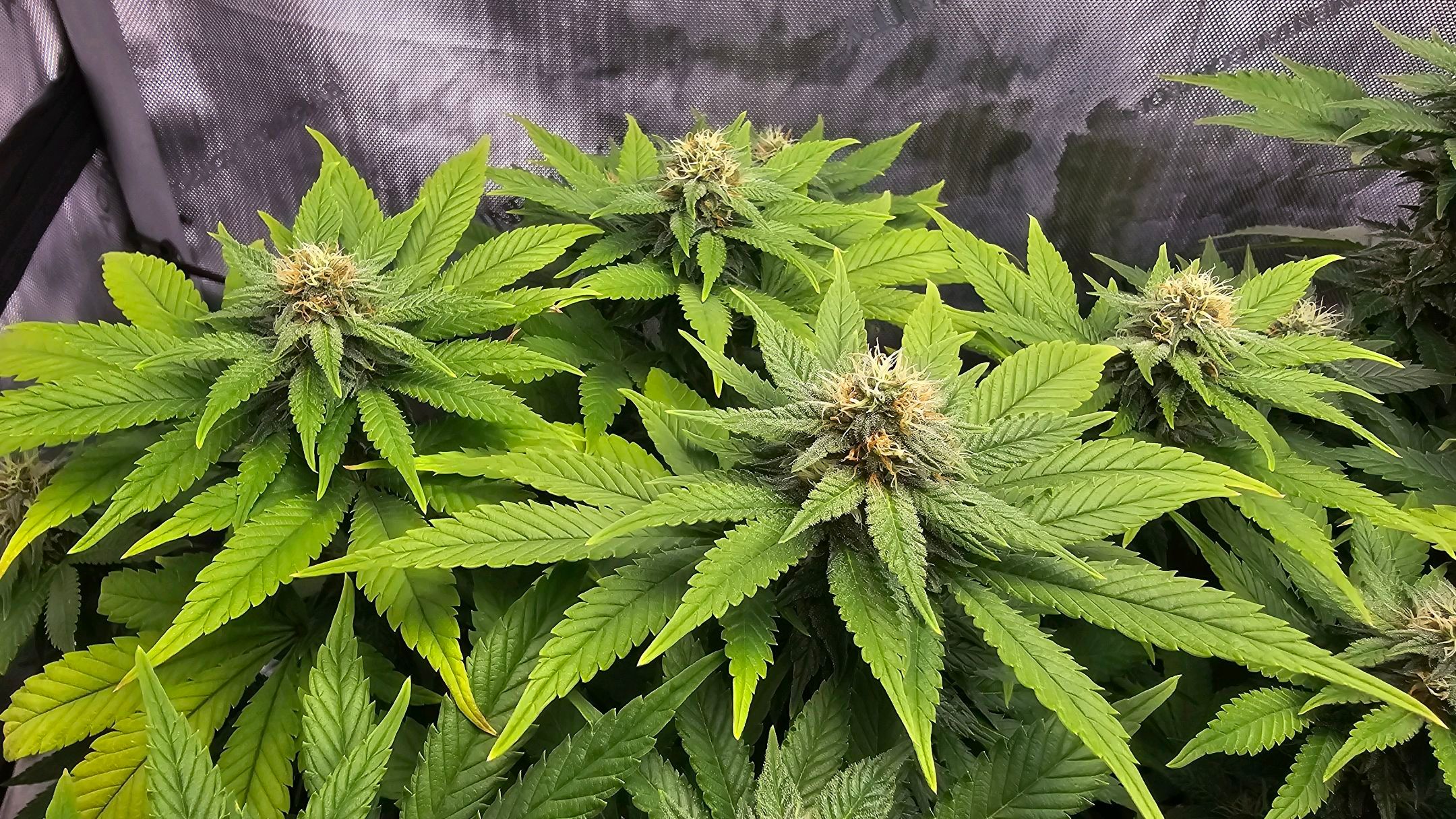 White Widow growlog photo 231