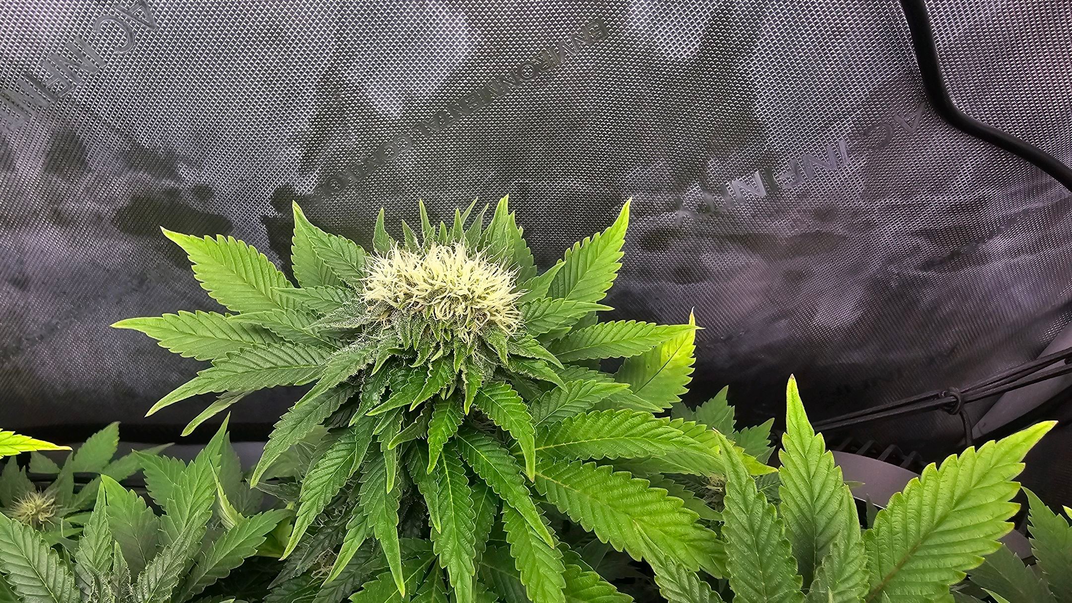 White Widow growlog photo 232