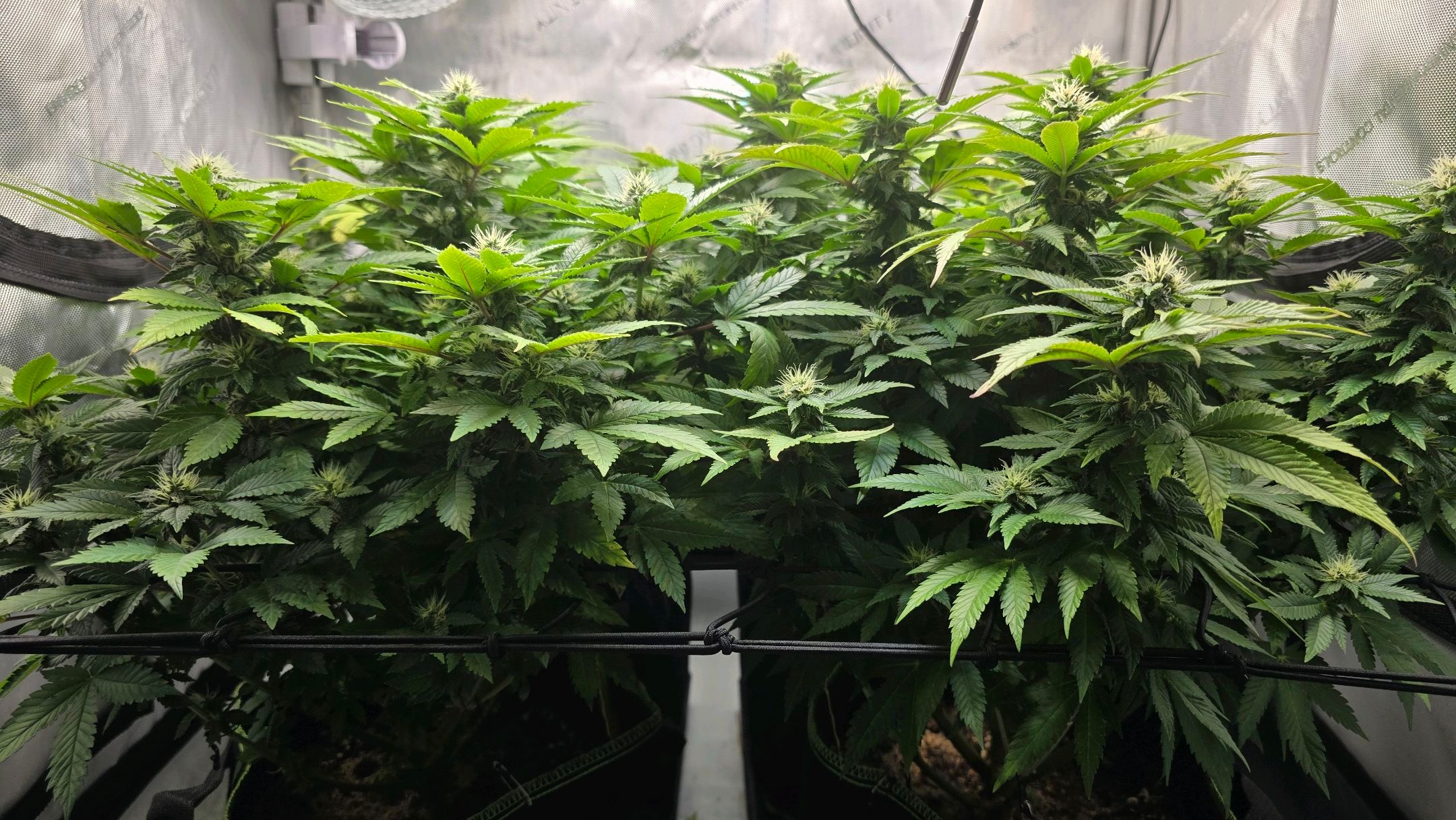 White Widow growlog photo 233