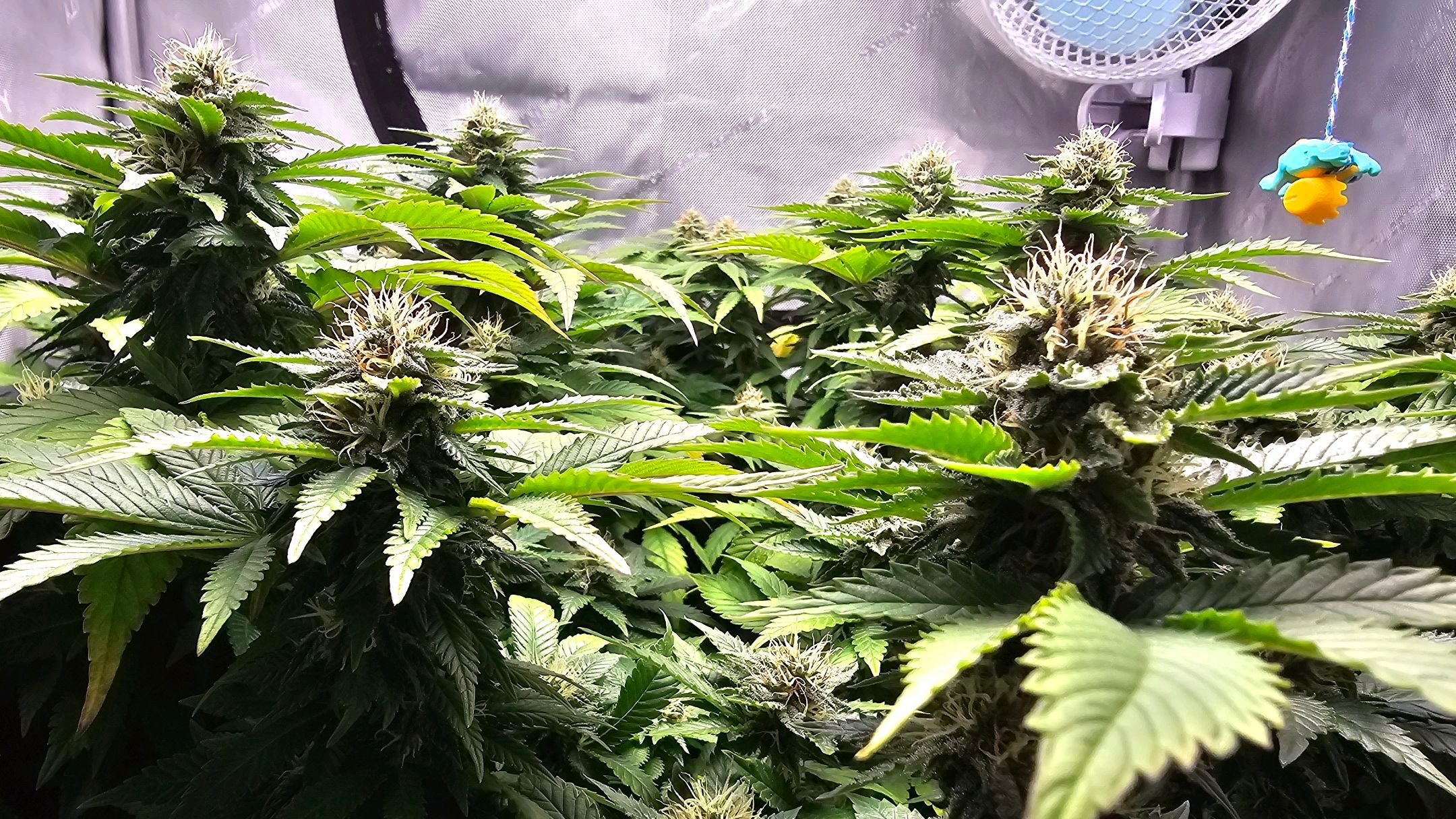 White Widow growlog photo 237