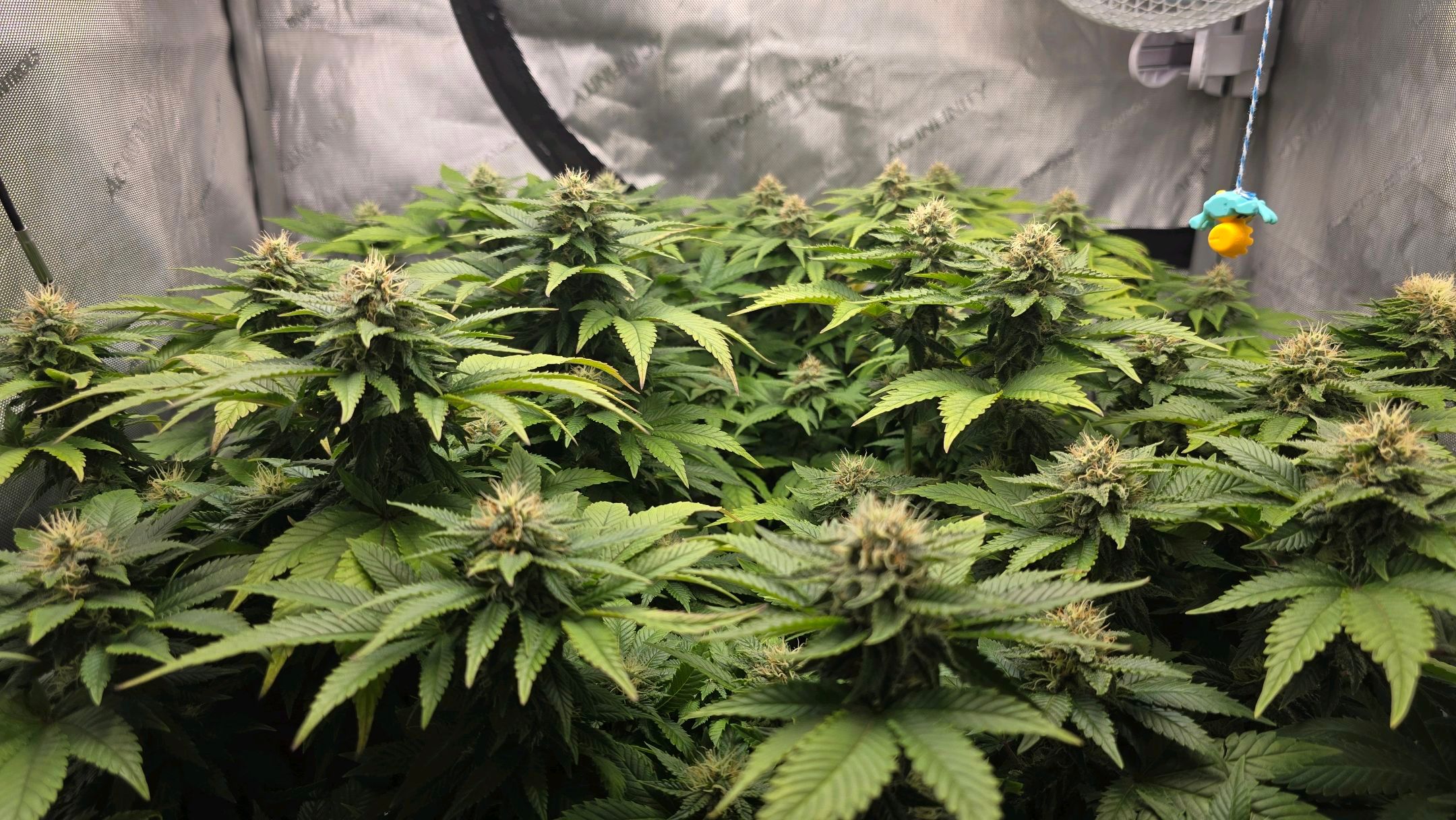 White Widow growlog photo 235