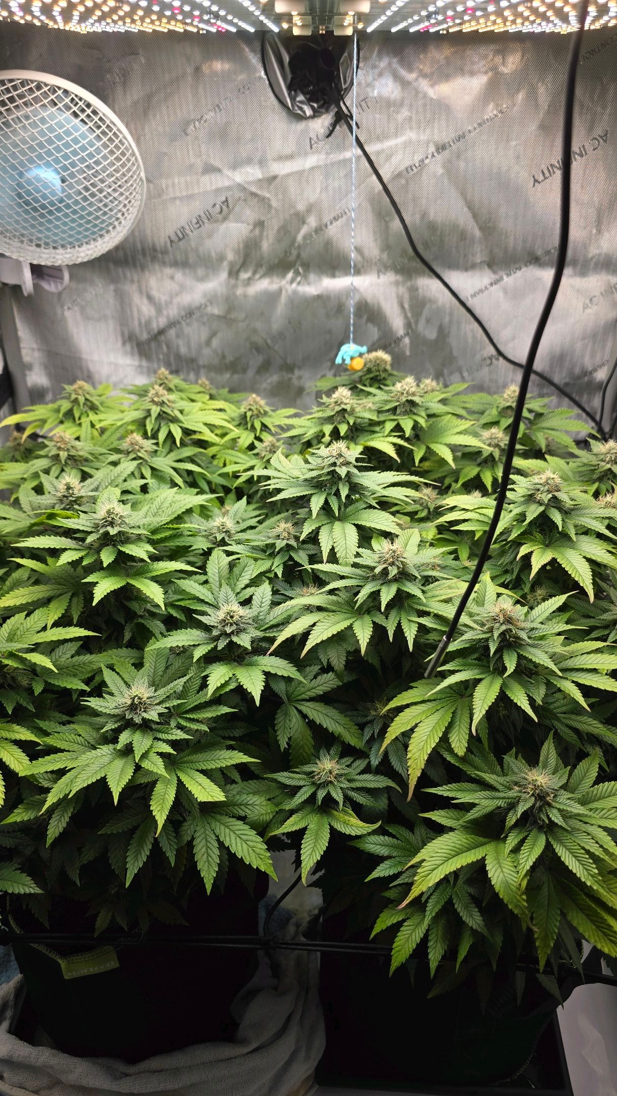 White Widow growlog photo 236