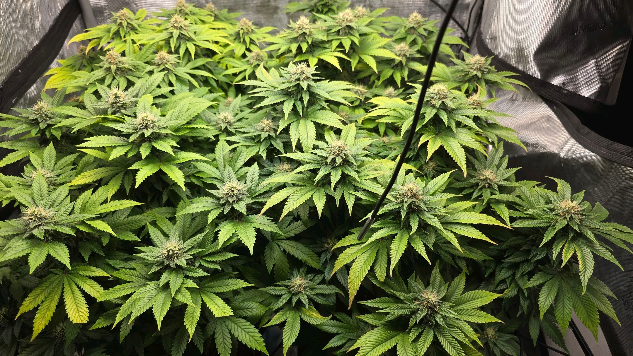 White Widow growlog photo 234