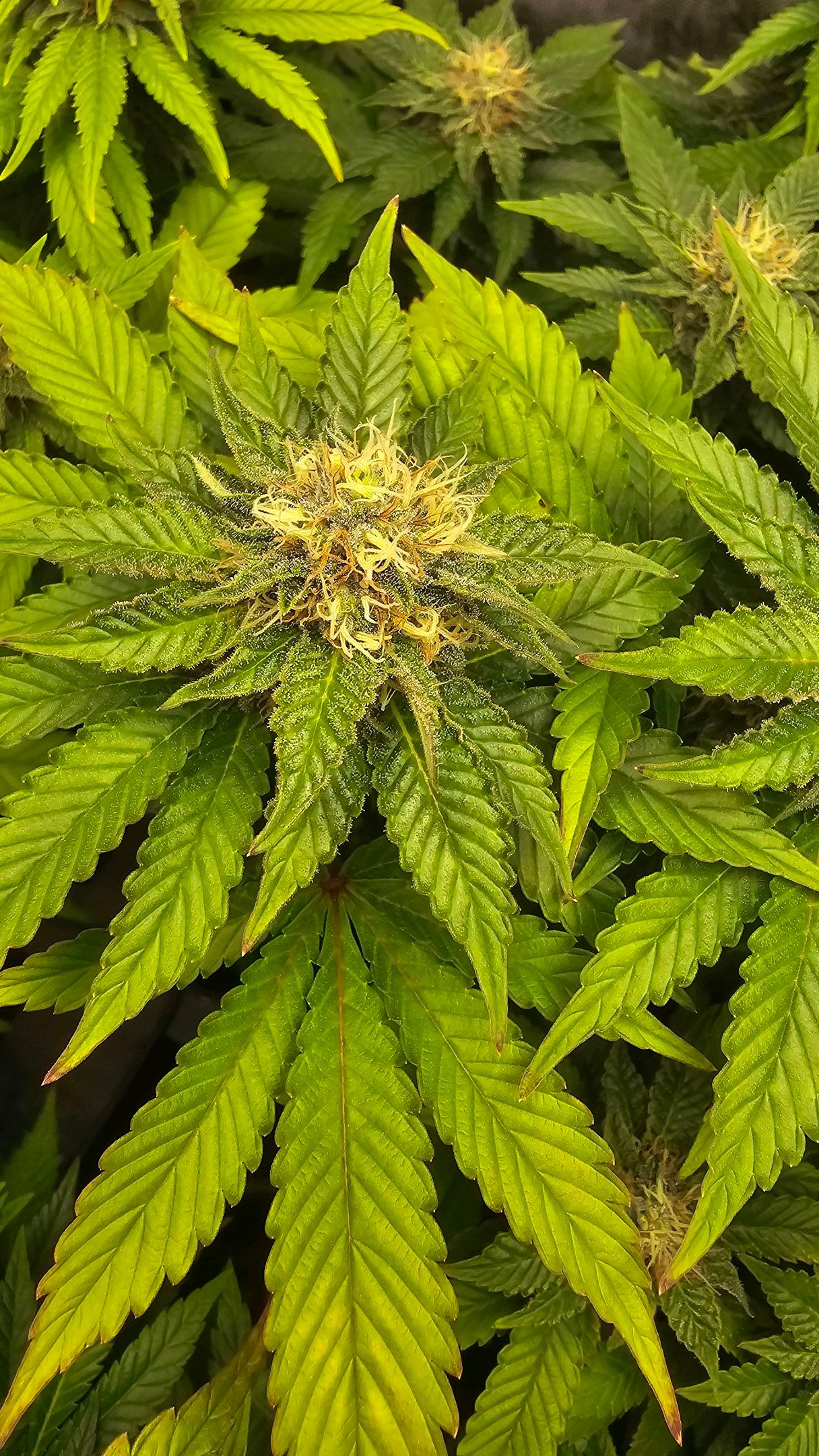 White Widow growlog photo 238
