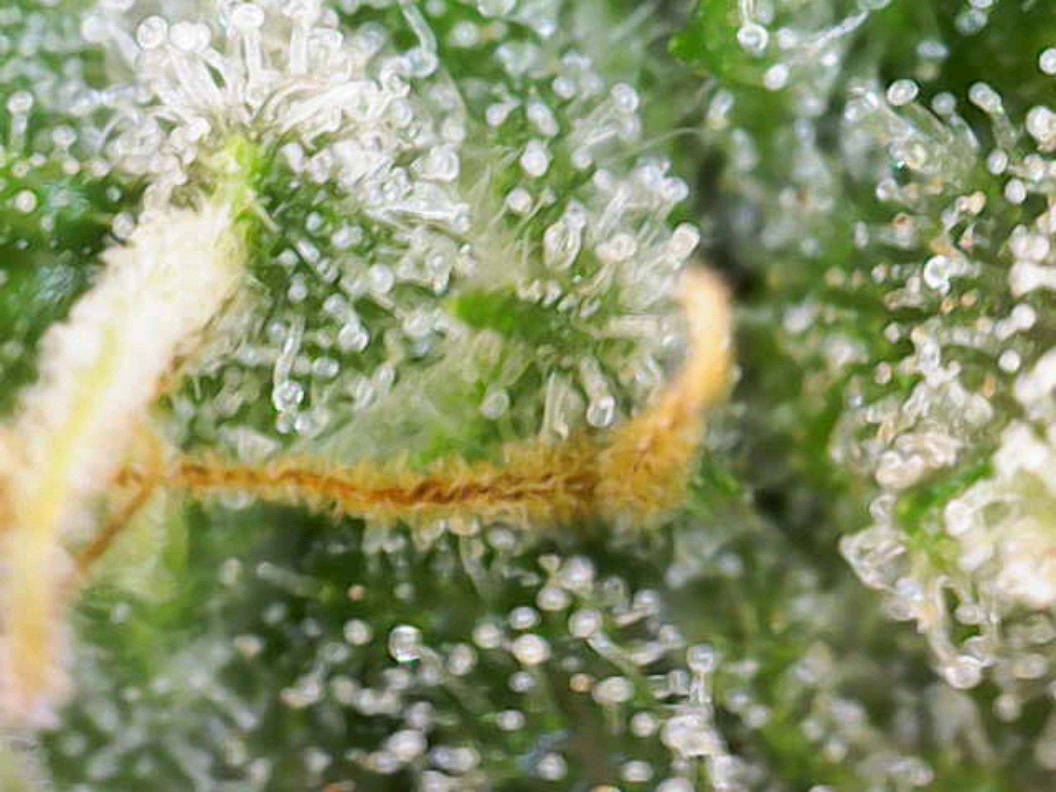 White Widow growlog photo 240