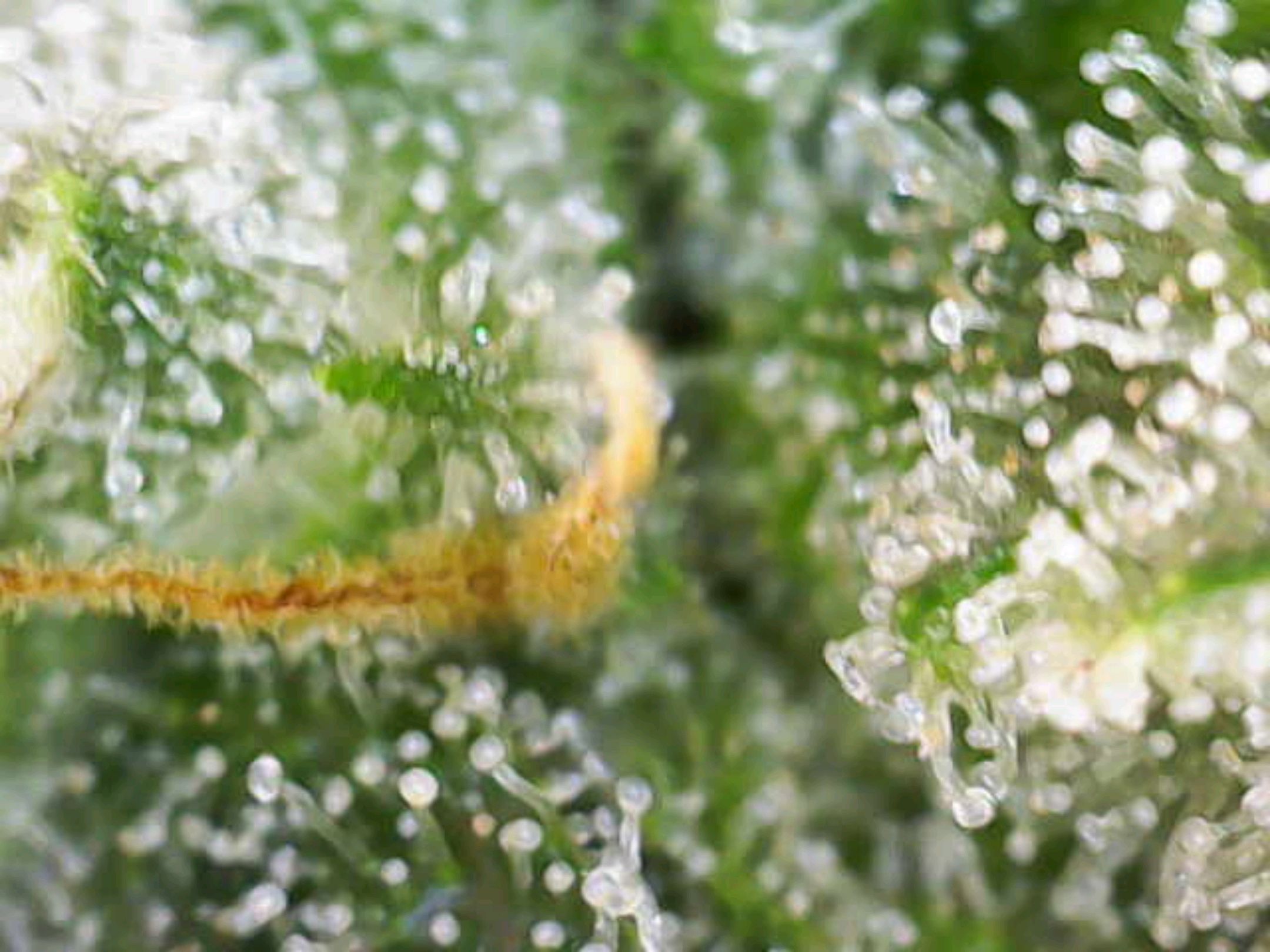 White Widow growlog photo 239