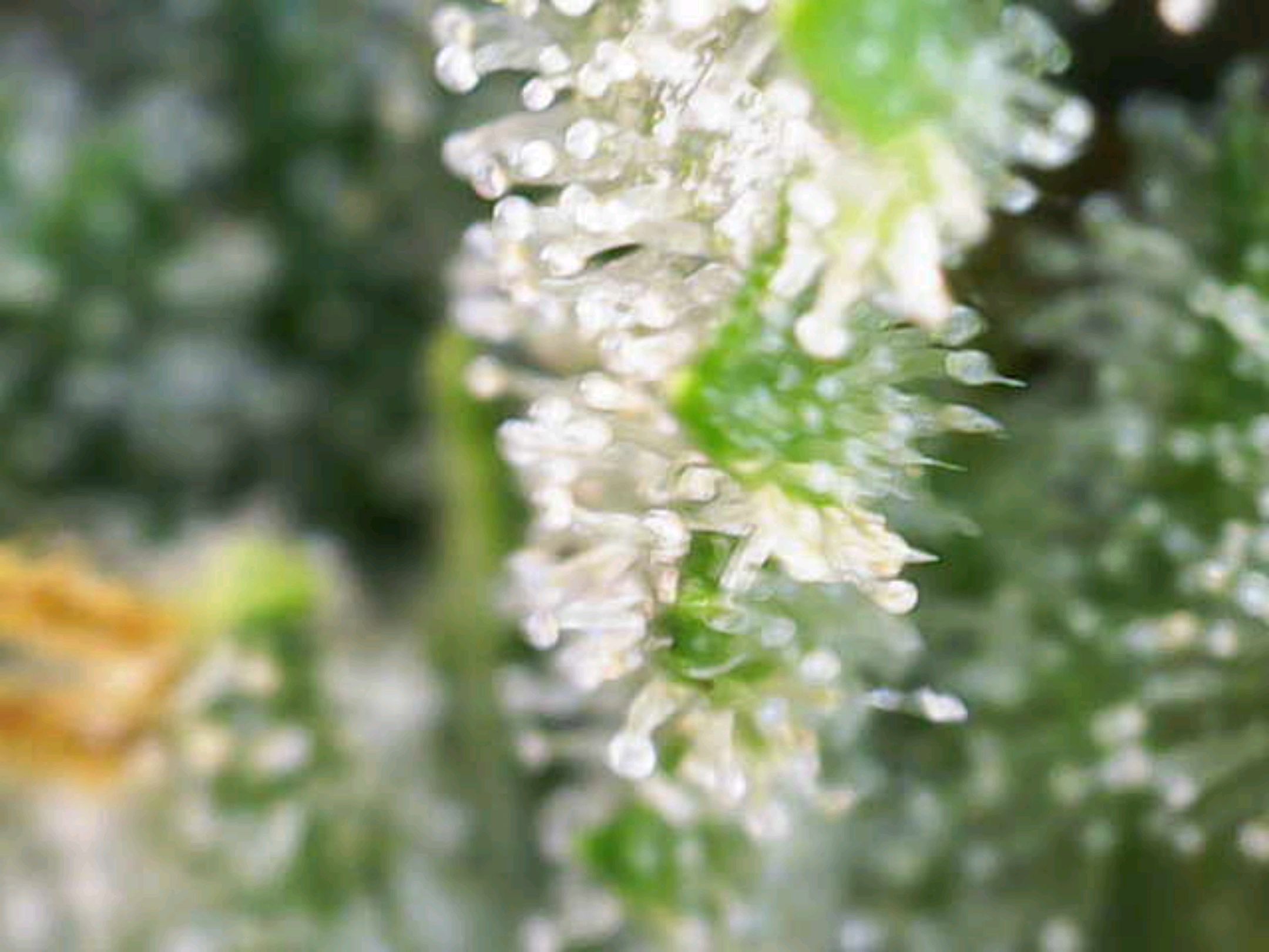 White Widow growlog photo 241