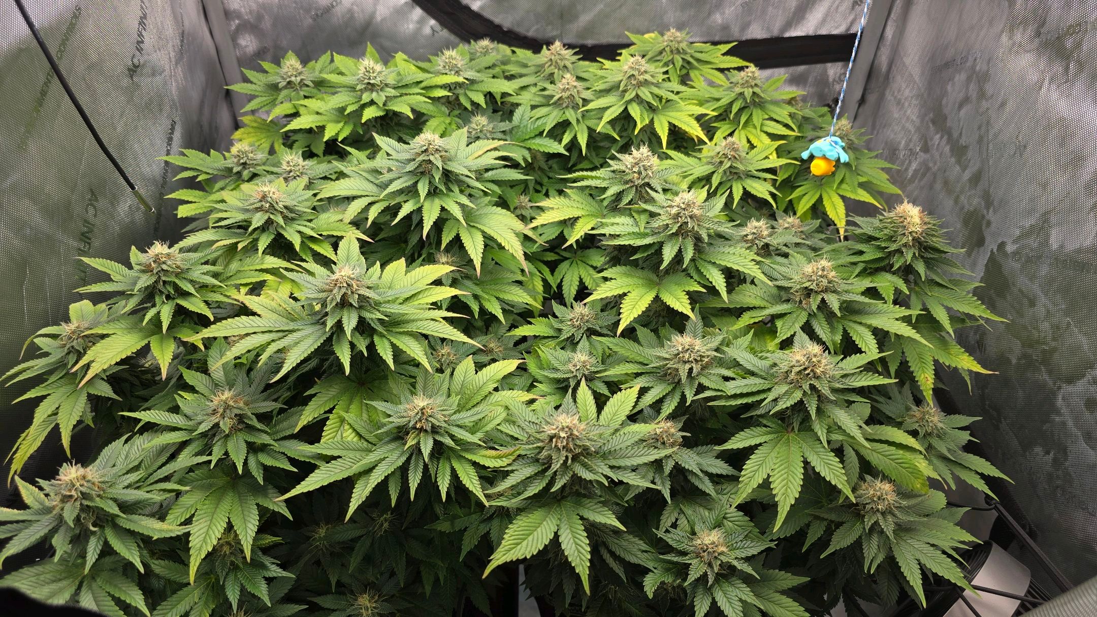 White Widow growlog photo 243